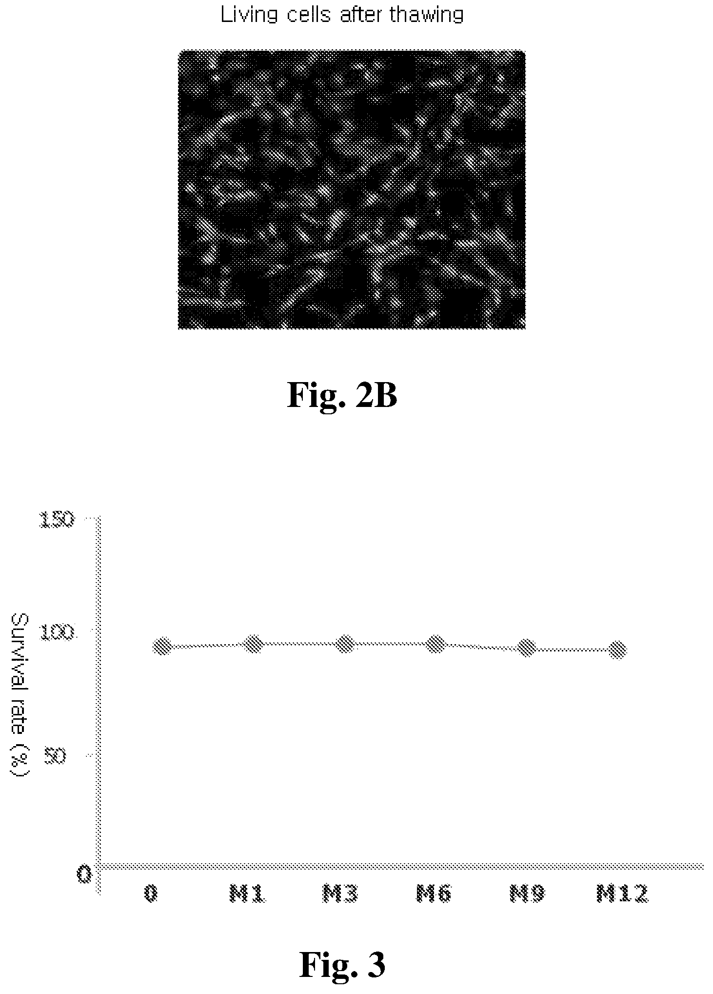 Patent US12350401 Figure 3 – Mesenchymal stem cells-hydrogel-biodegradable or mesenchymal stem cells-hydrogel-nondegradable support composition for alleviating or improving epidermolysis bullosa