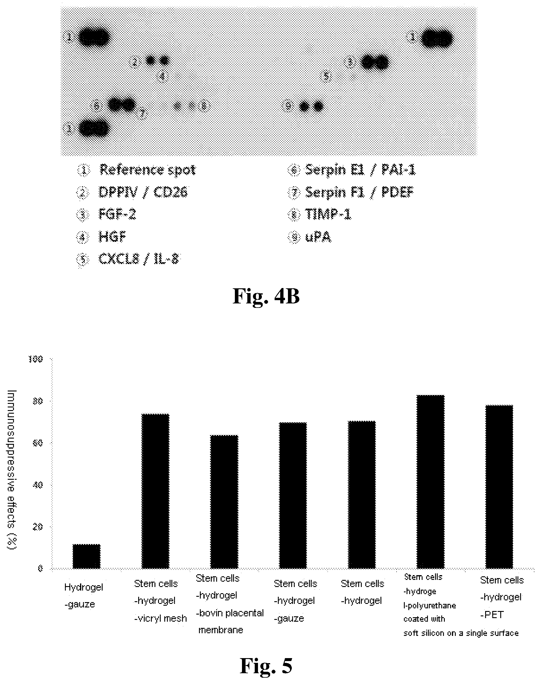 Patent US12350401 Figure 5 – Mesenchymal stem cells-hydrogel-biodegradable or mesenchymal stem cells-hydrogel-nondegradable support composition for alleviating or improving epidermolysis bullosa