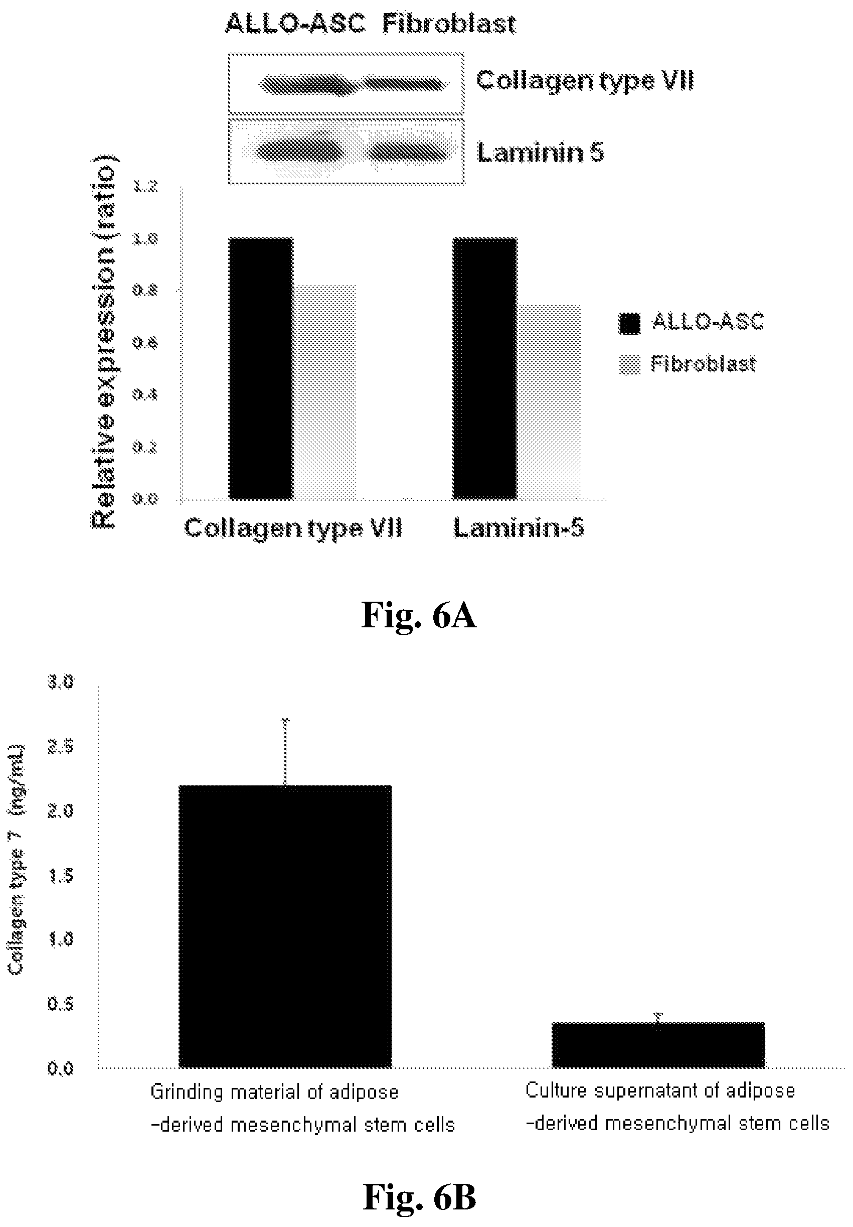 Patent US12350401 Figure 6 – Mesenchymal stem cells-hydrogel-biodegradable or mesenchymal stem cells-hydrogel-nondegradable support composition for alleviating or improving epidermolysis bullosa