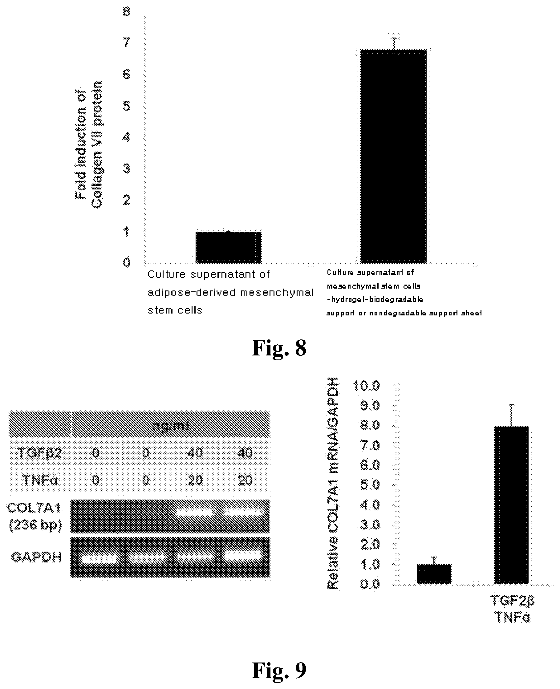 Patent US12350401 Figure 10 – Mesenchymal stem cells-hydrogel-biodegradable or mesenchymal stem cells-hydrogel-nondegradable support composition for alleviating or improving epidermolysis bullosa