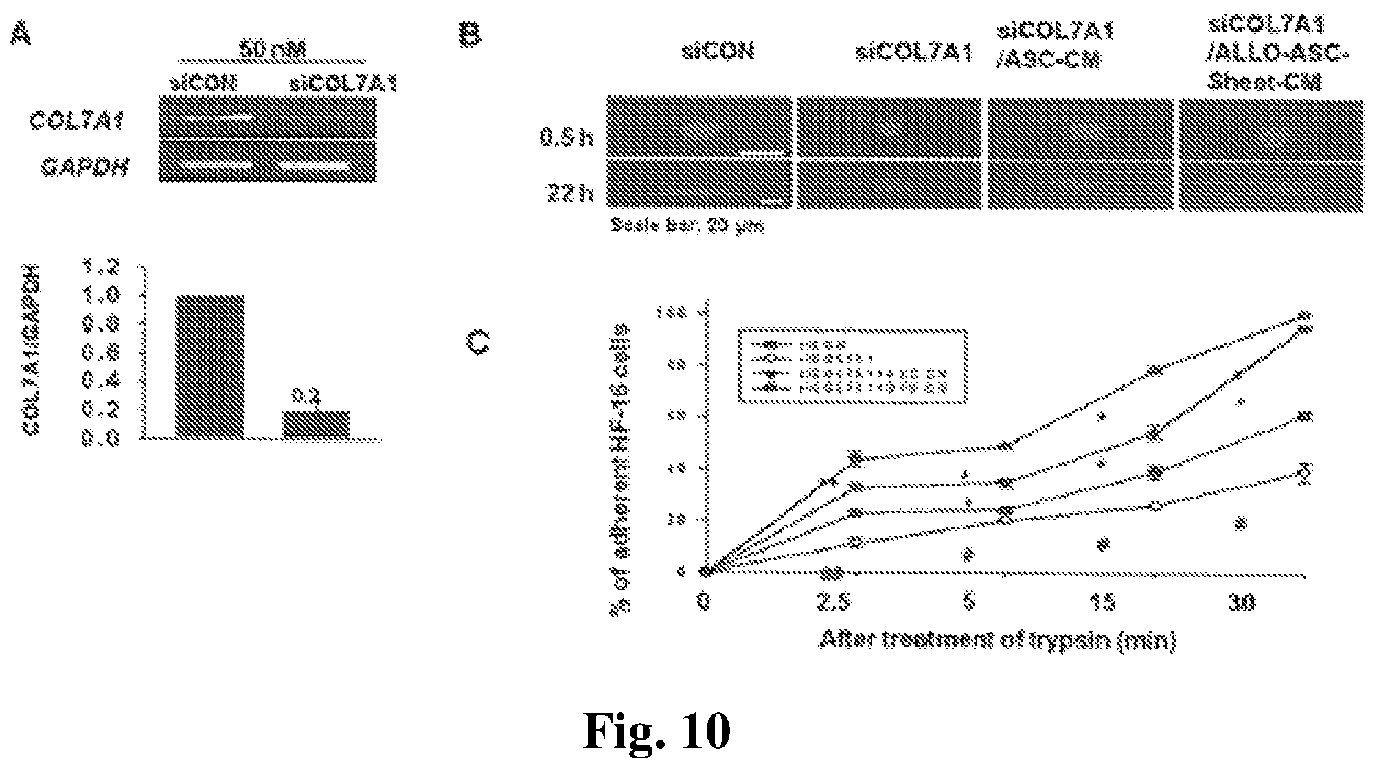 Patent US12350401 Figure 11 – Mesenchymal stem cells-hydrogel-biodegradable or mesenchymal stem cells-hydrogel-nondegradable support composition for alleviating or improving epidermolysis bullosa