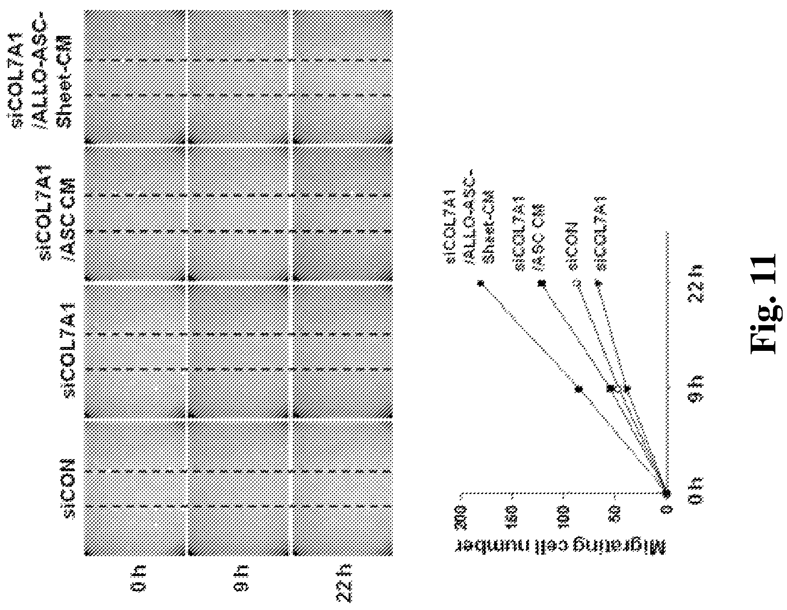 Patent US12350401 Figure 12 – Mesenchymal stem cells-hydrogel-biodegradable or mesenchymal stem cells-hydrogel-nondegradable support composition for alleviating or improving epidermolysis bullosa