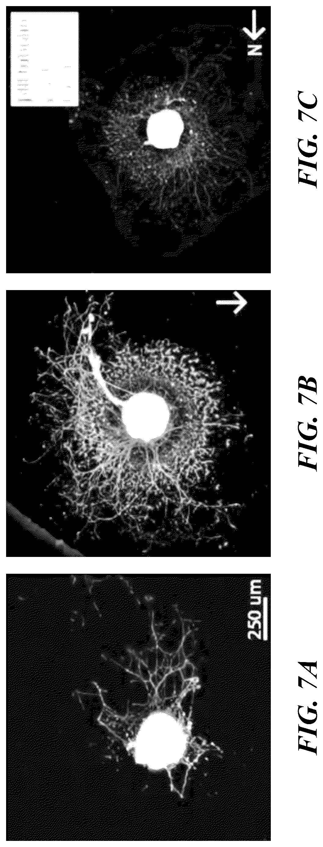 Patent US12350510 Figure 7 – Magnetic microwires for energy-transporting biomedical applications