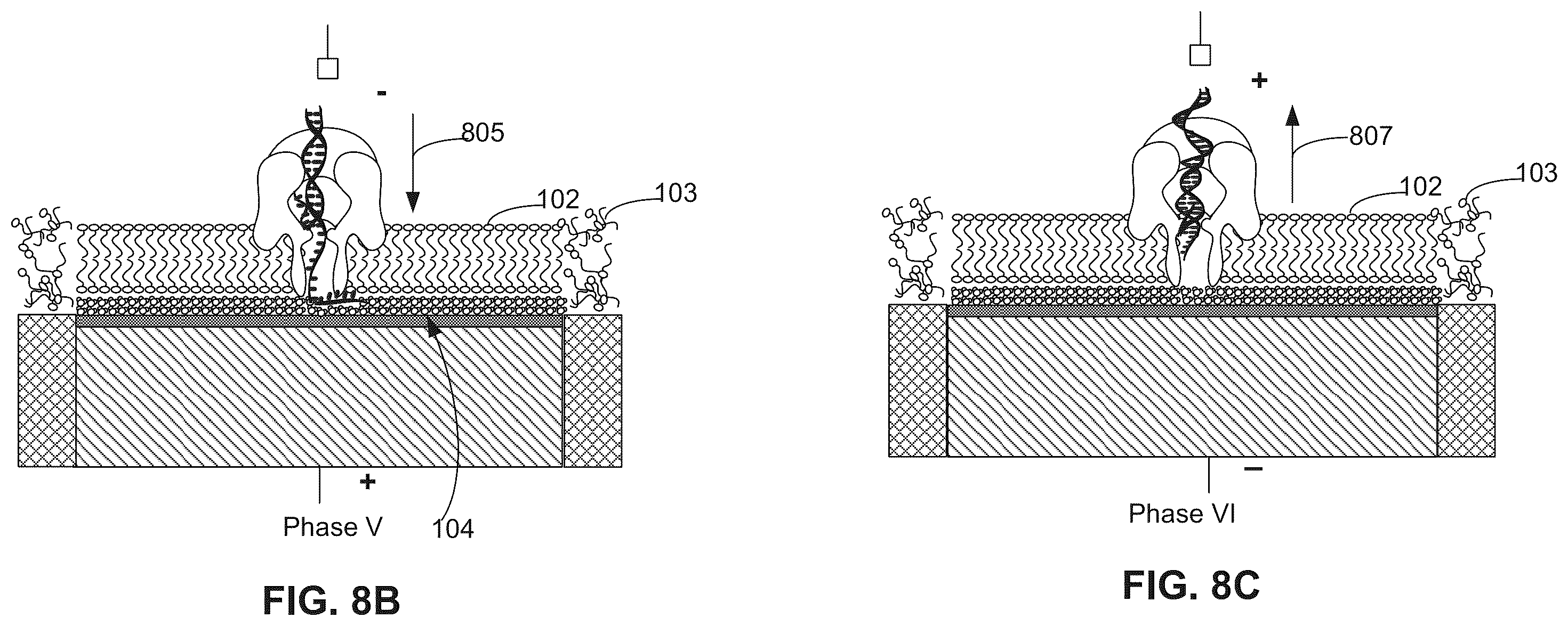 Patent US12350891 Figure 13 – Systems and methods for forming a nanopore in a lipid bilayer