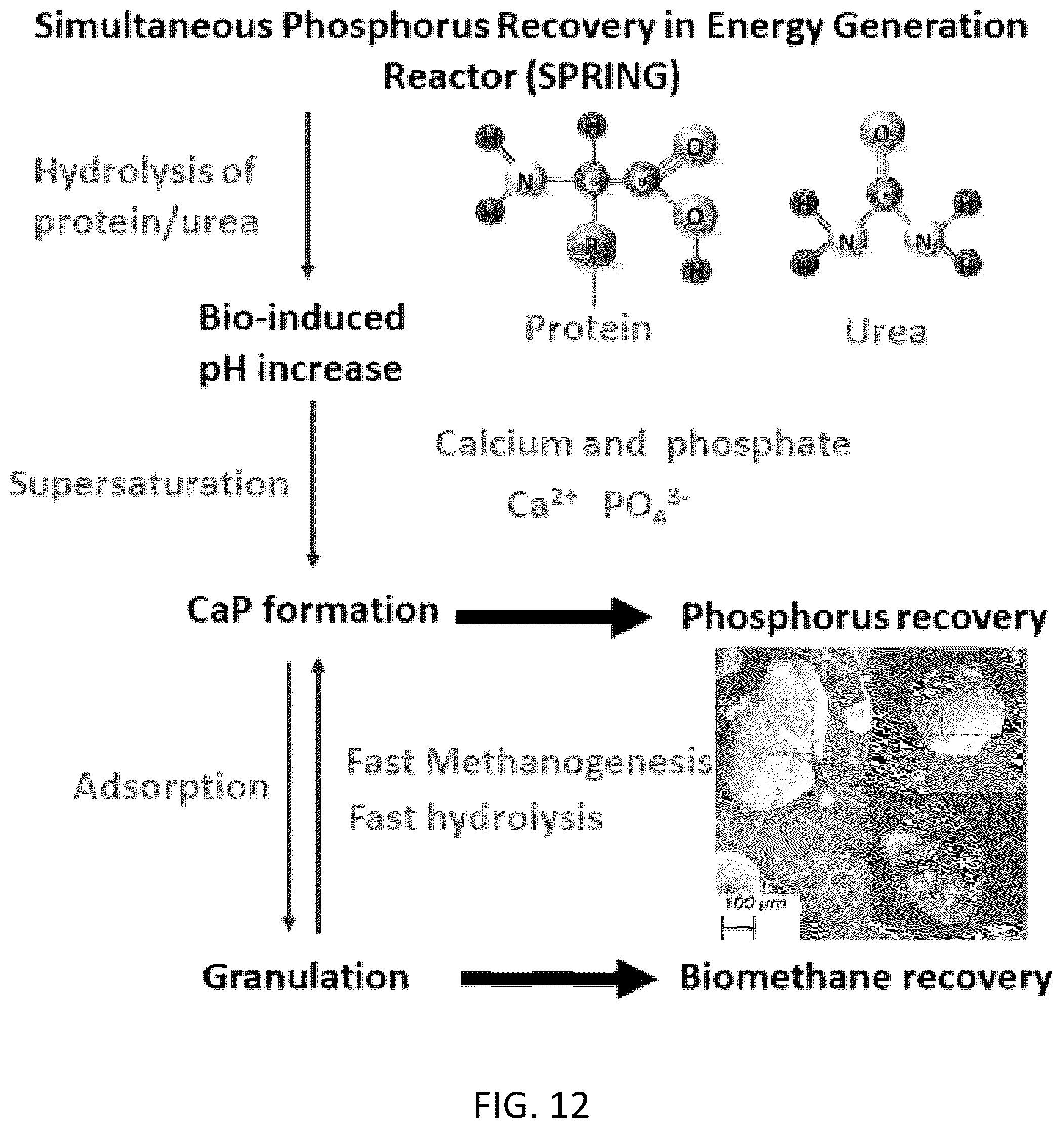 Patent US12351496 Figure 13 – Microbial assisted phosphorous recovery under anaerobic condition