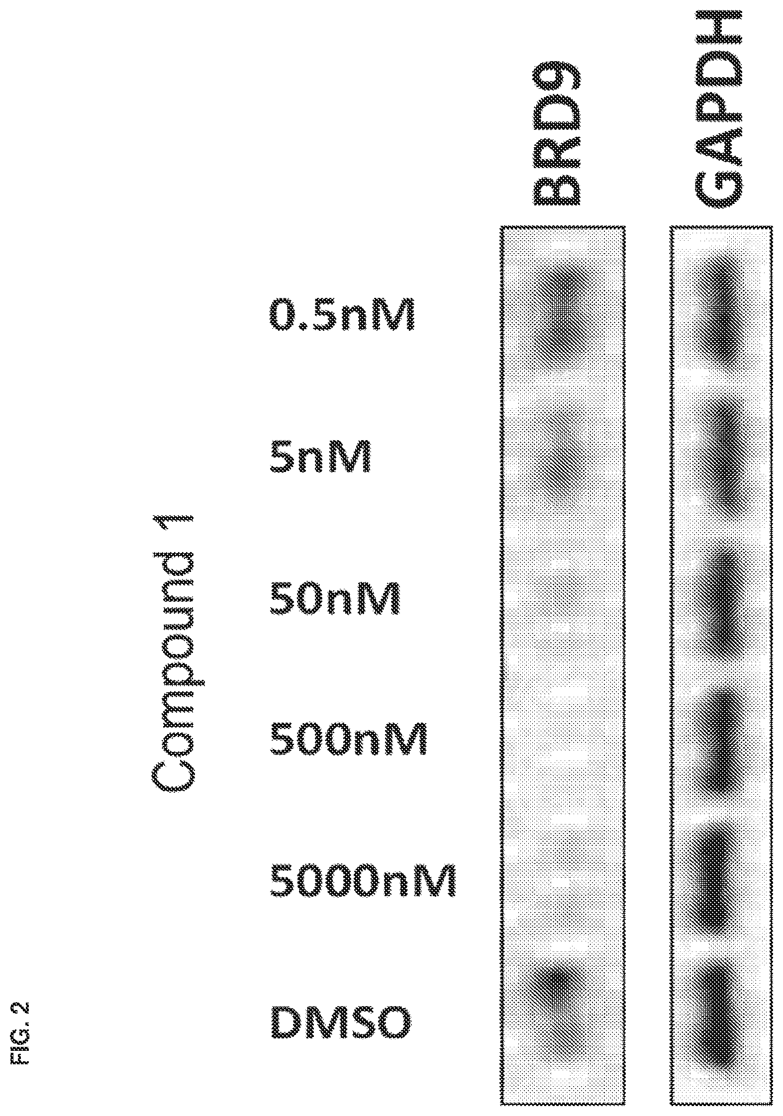 Patent US12351579 Figure 2 – Compounds and uses thereof