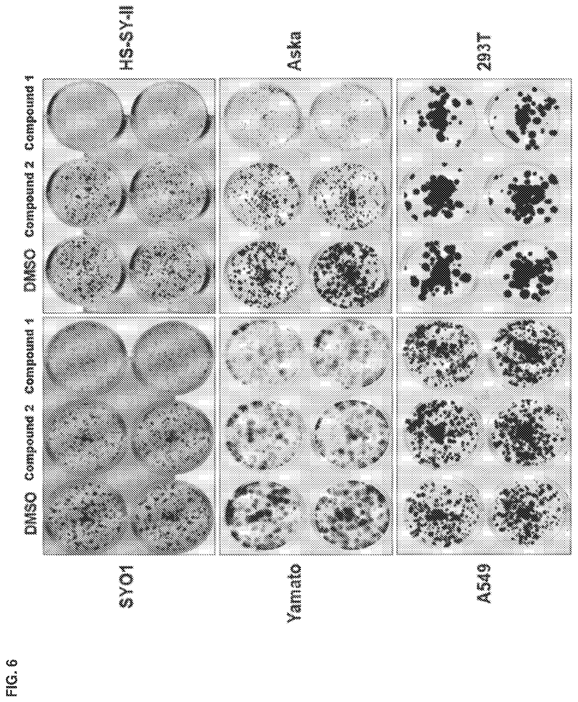 Patent US12351579 Figure 6 – Compounds and uses thereof