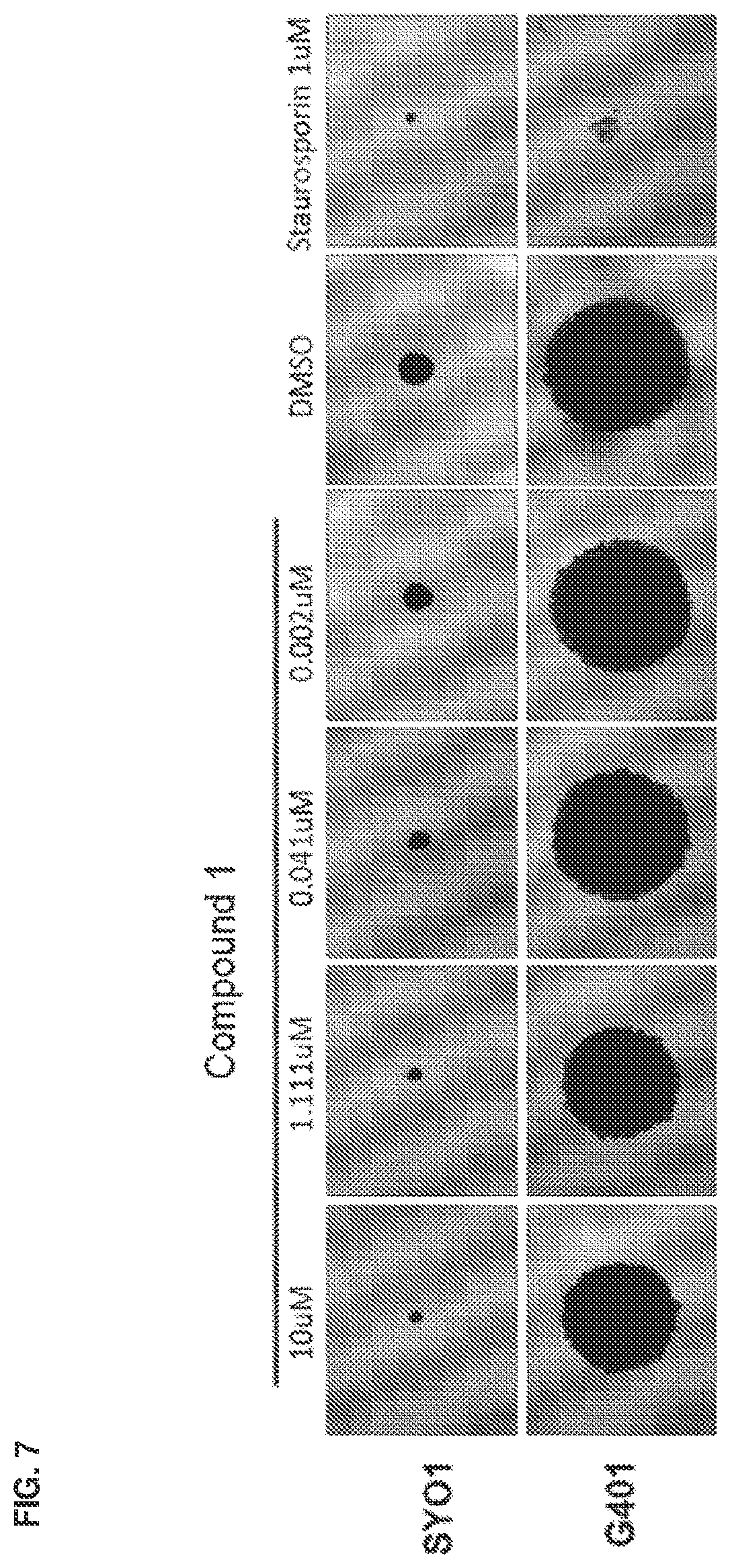 Patent US12351579 Figure 7 – Compounds and uses thereof