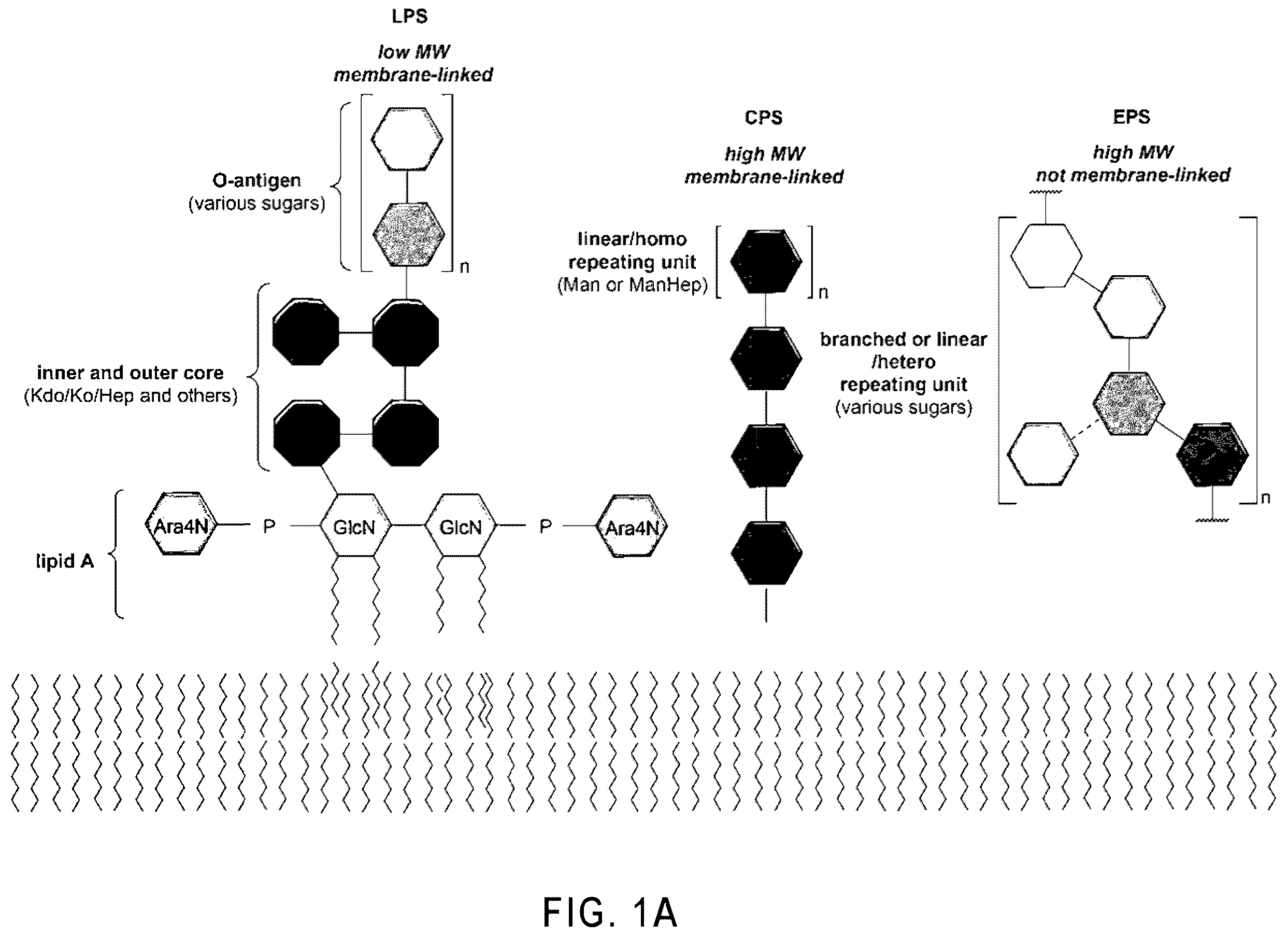 Patent US12351596 Figure 1 – Tetrasaccharides for the diagnosis, prevention, and treatment of melioidosis and glanders