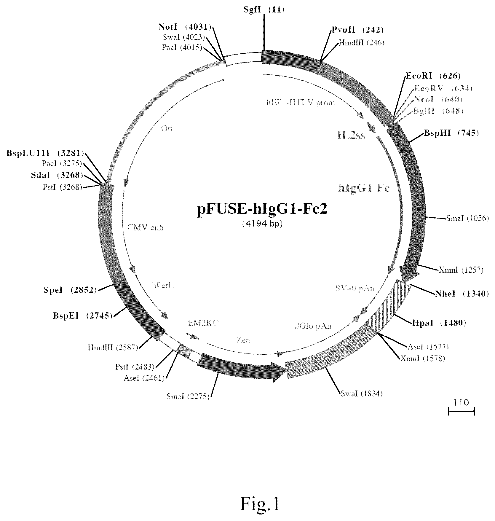 Patent US12351604 Figure 1 – Fusion protein and use thereof