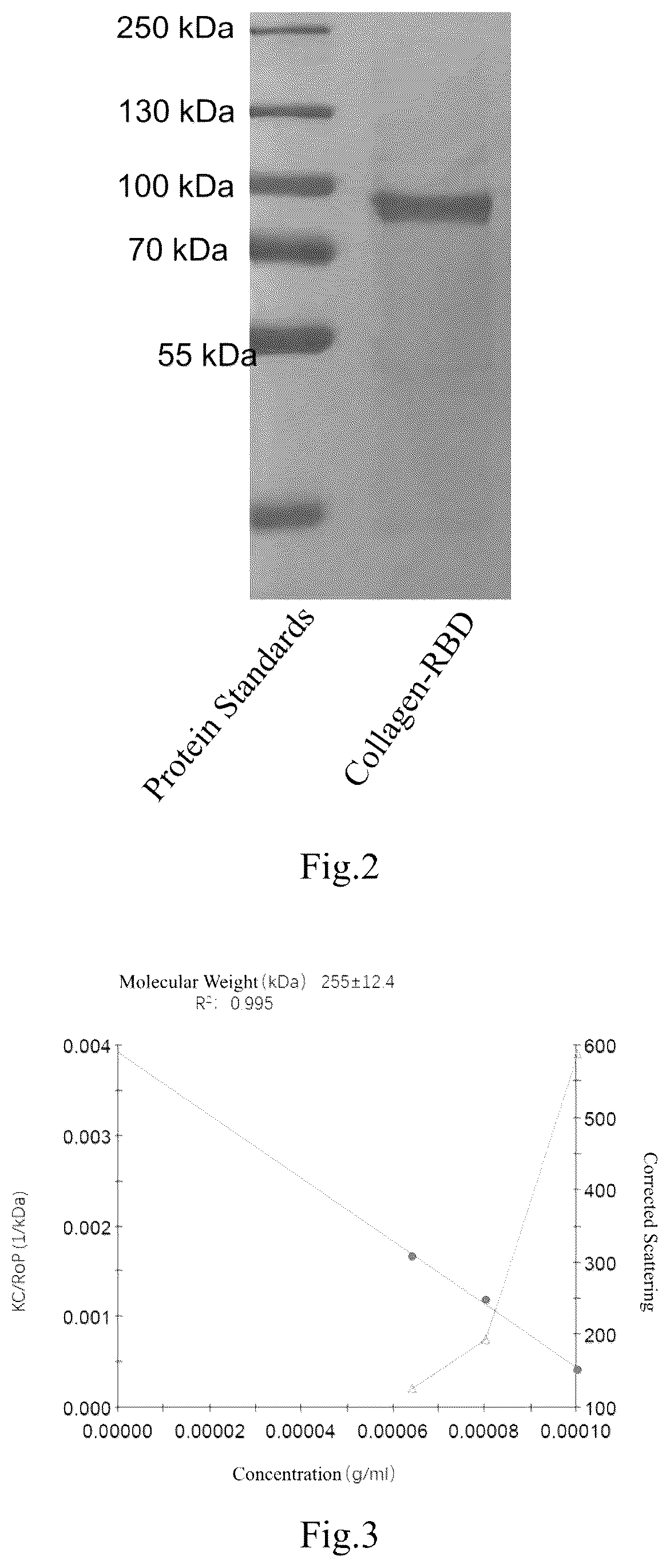 Patent US12351604 Figure 2 – Fusion protein and use thereof
