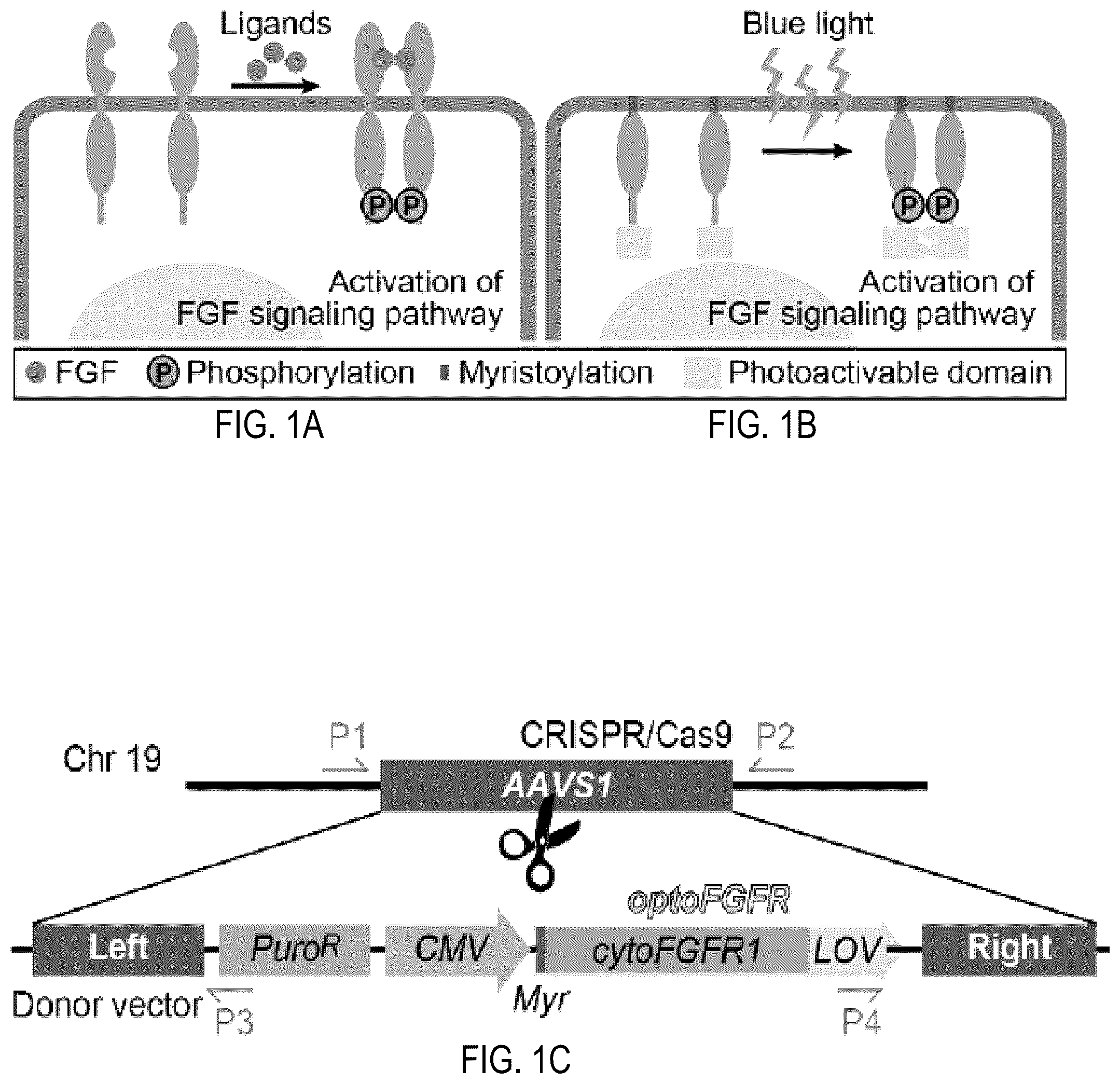 Patent US12351605 Figure 1 – Optically controllable FGFR stimulation using wireless controlled cellular lighting system