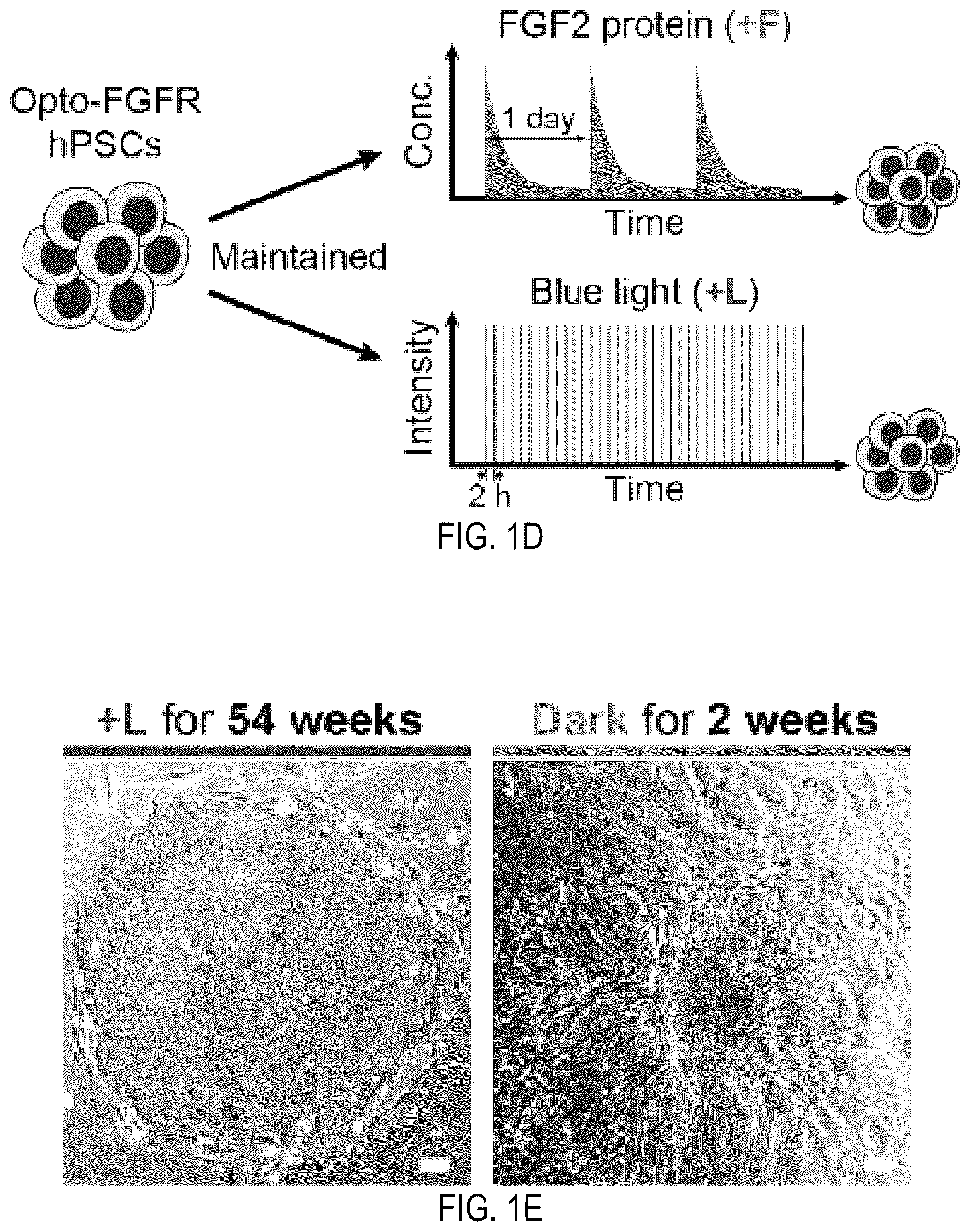 Patent US12351605 Figure 2 – Optically controllable FGFR stimulation using wireless controlled cellular lighting system