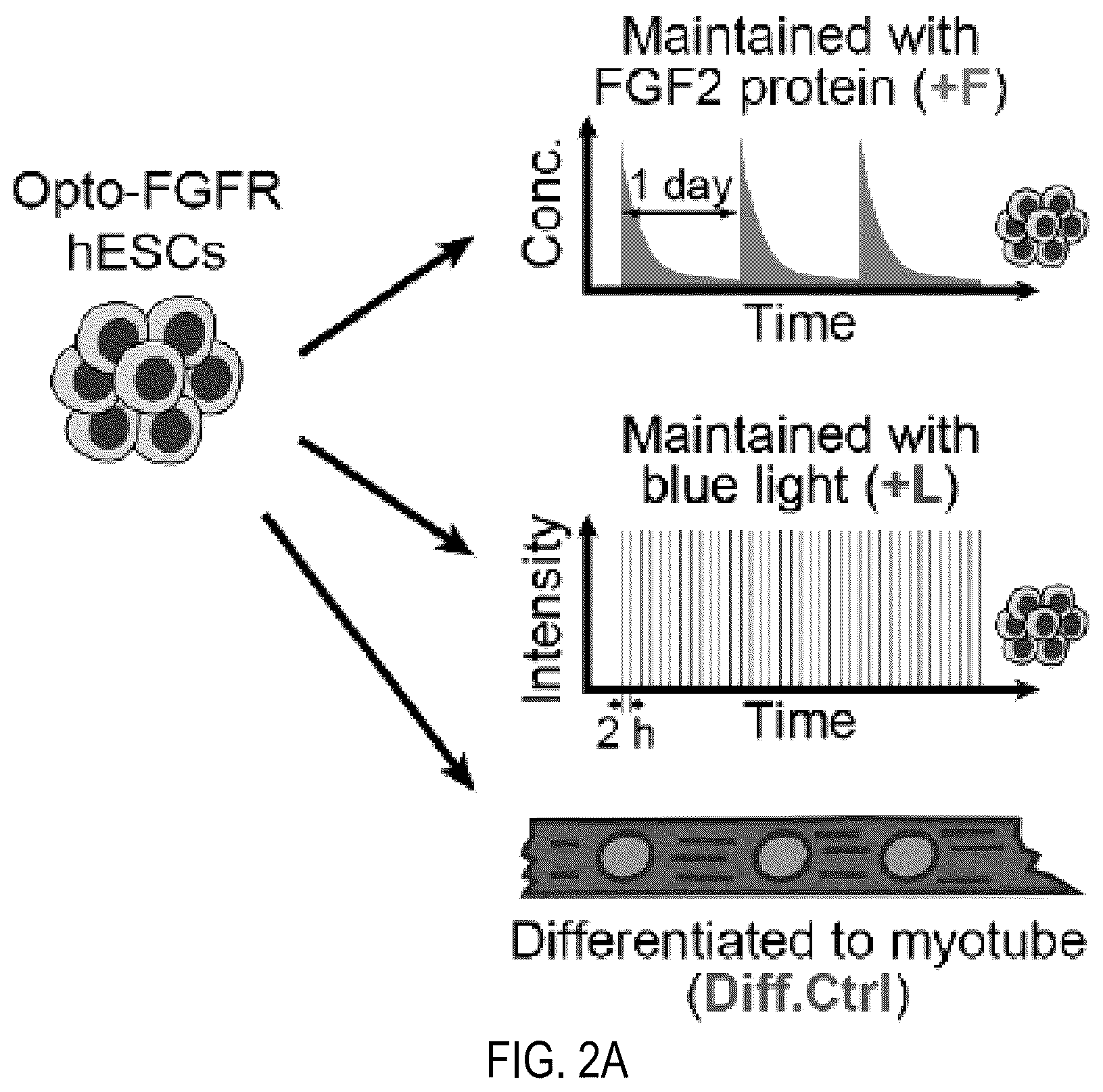 Patent US12351605 Figure 4 – Optically controllable FGFR stimulation using wireless controlled cellular lighting system