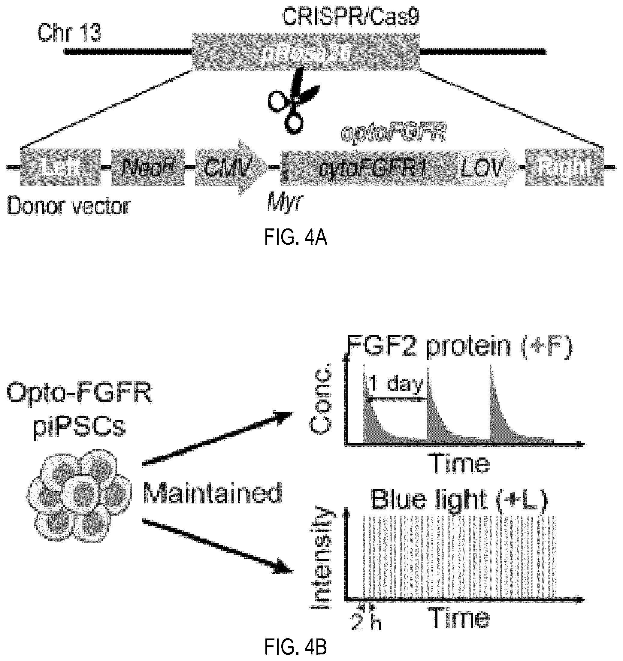Patent US12351605 Figure 9 – Optically controllable FGFR stimulation using wireless controlled cellular lighting system