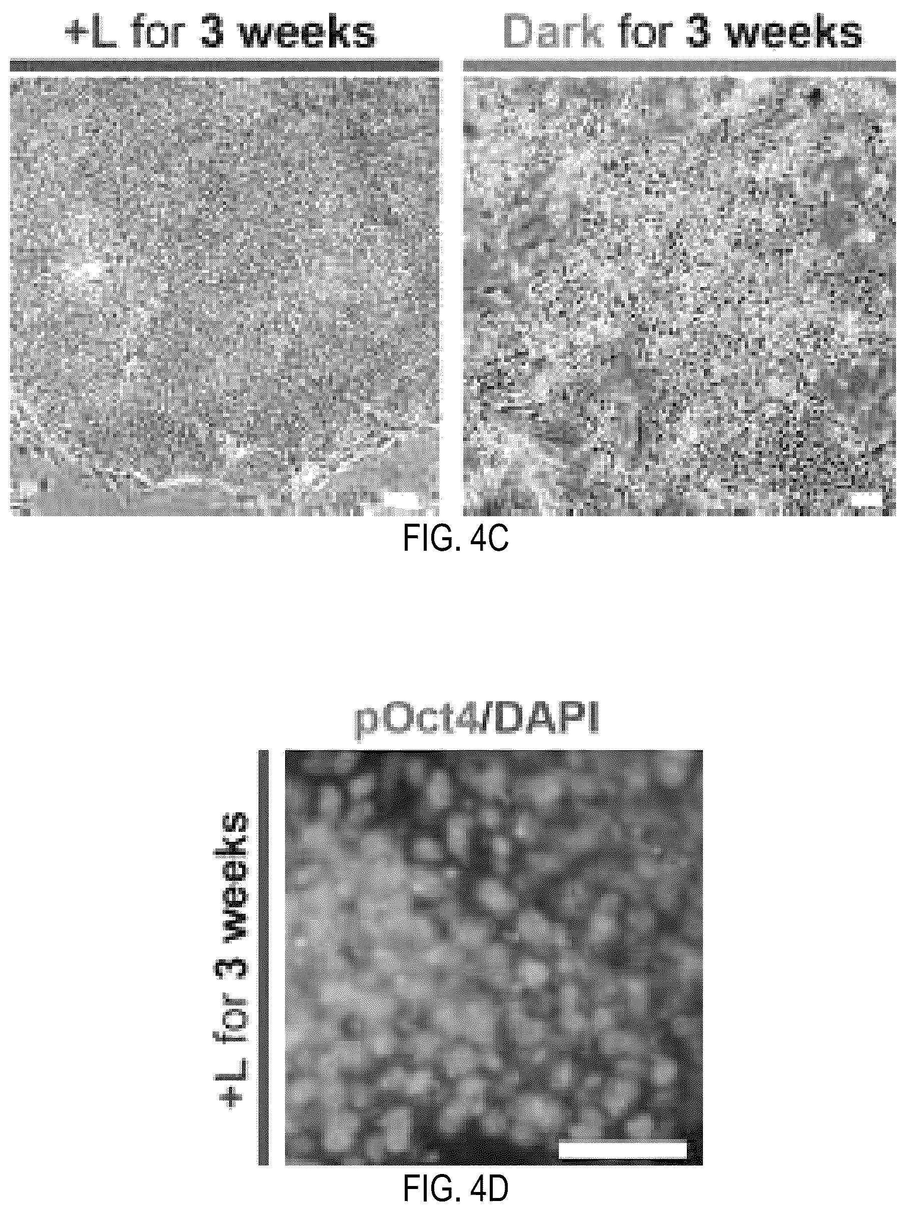 Patent US12351605 Figure 10 – Optically controllable FGFR stimulation using wireless controlled cellular lighting system