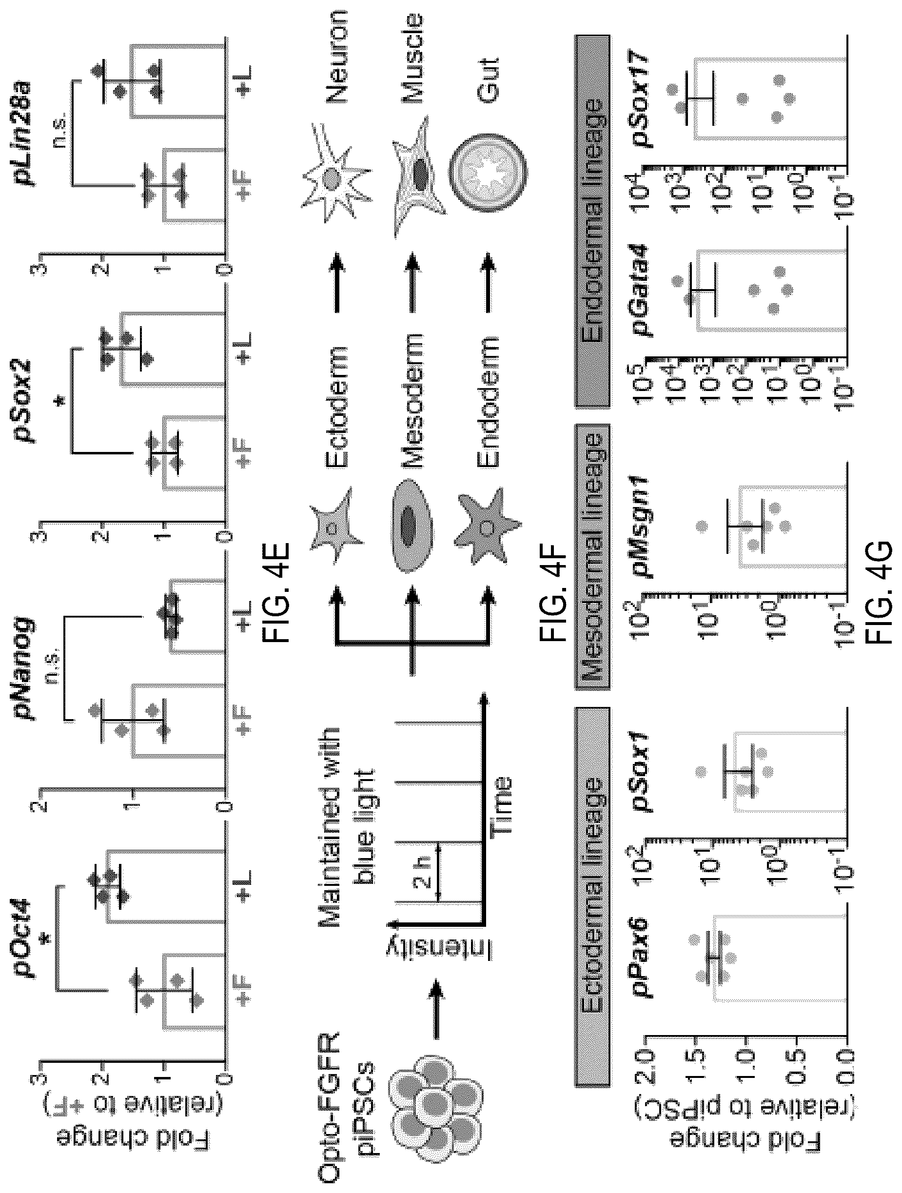 Patent US12351605 Figure 11 – Optically controllable FGFR stimulation using wireless controlled cellular lighting system