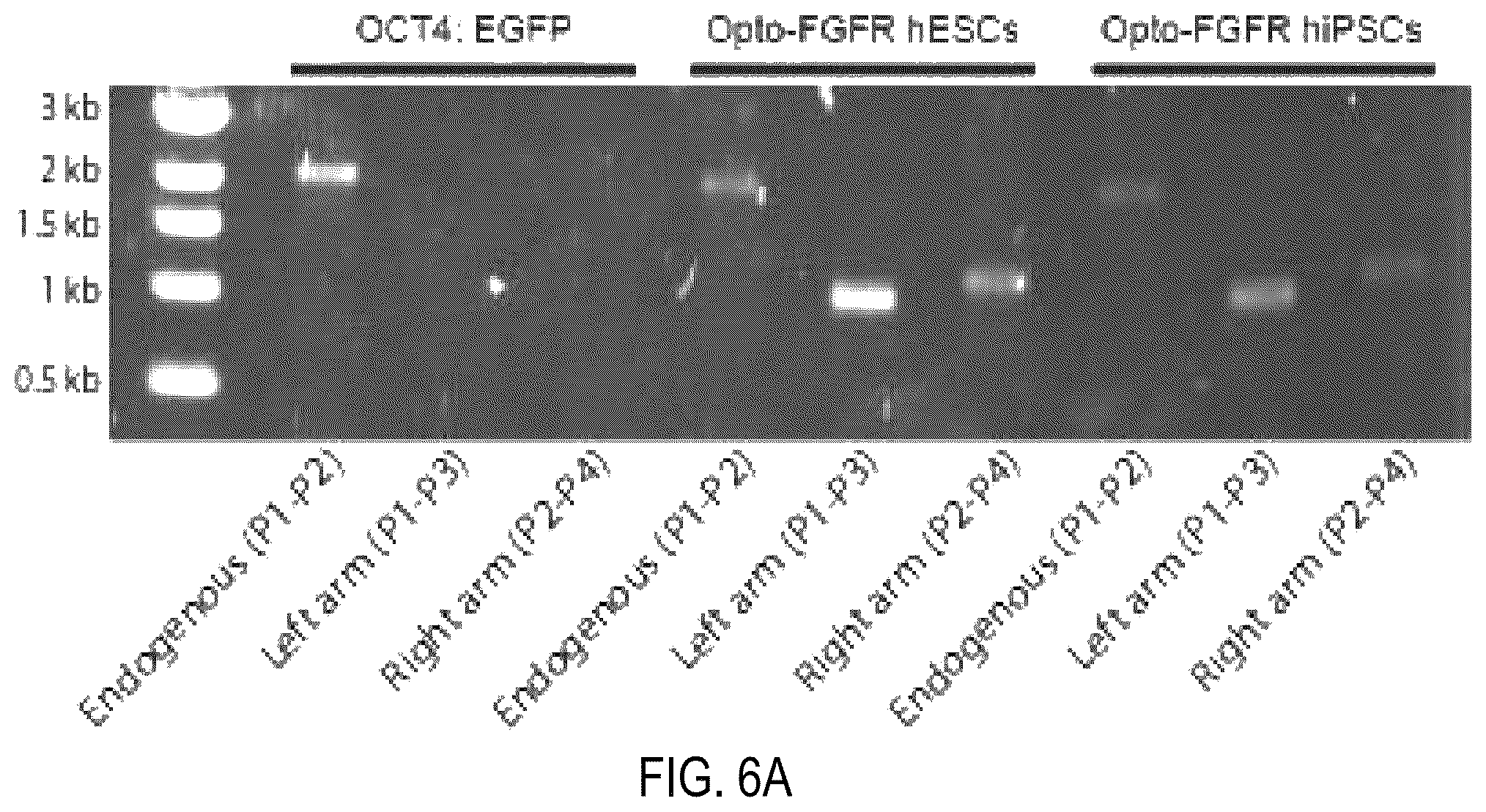 Patent US12351605 Figure 17 – Optically controllable FGFR stimulation using wireless controlled cellular lighting system