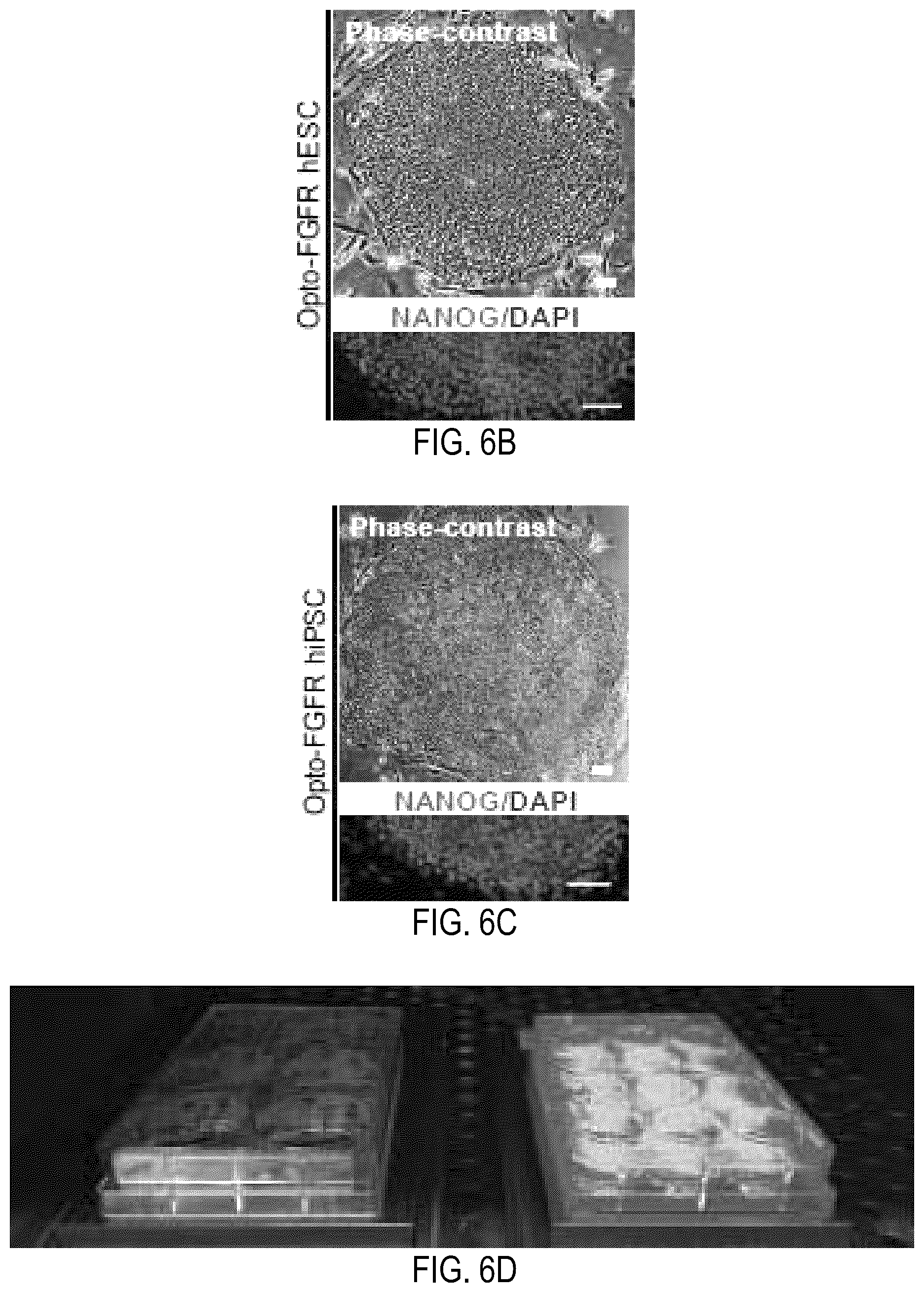 Patent US12351605 Figure 18 – Optically controllable FGFR stimulation using wireless controlled cellular lighting system