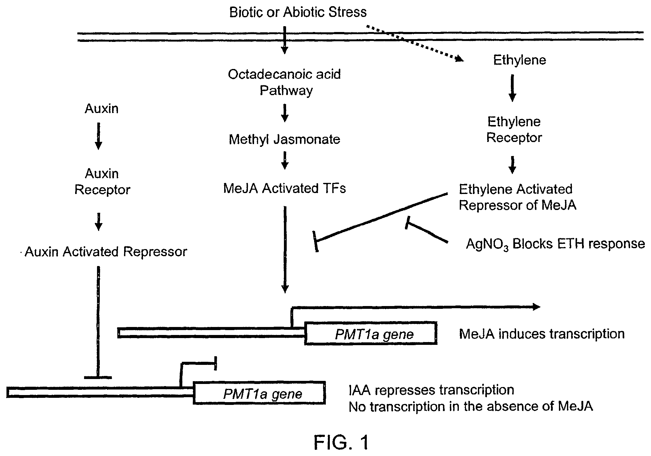 Patent US12351606 Figure 1 – Compositions and related methods for modulating transcriptional activation by incorporating gag motifs upstream of core promoter elements