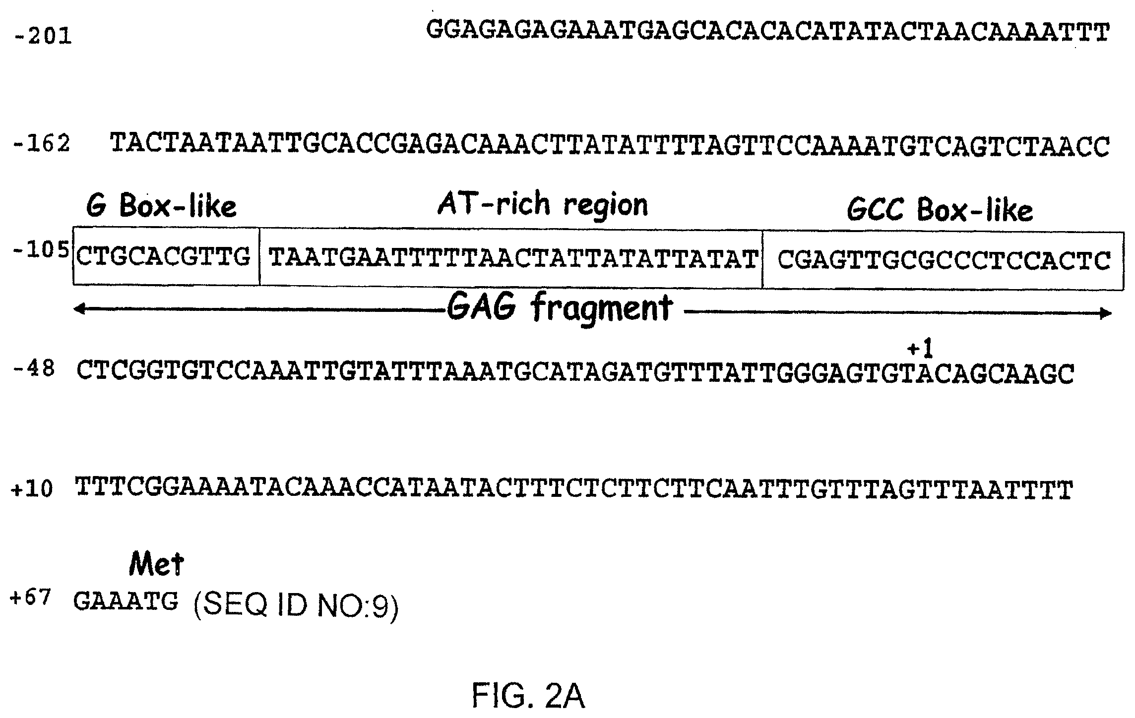 Patent US12351606 Figure 2 – Compositions and related methods for modulating transcriptional activation by incorporating gag motifs upstream of core promoter elements