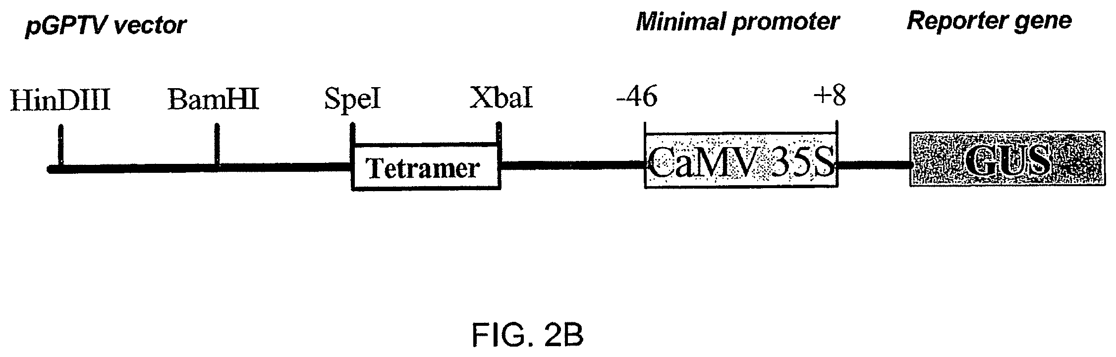 Patent US12351606 Figure 3 – Compositions and related methods for modulating transcriptional activation by incorporating gag motifs upstream of core promoter elements
