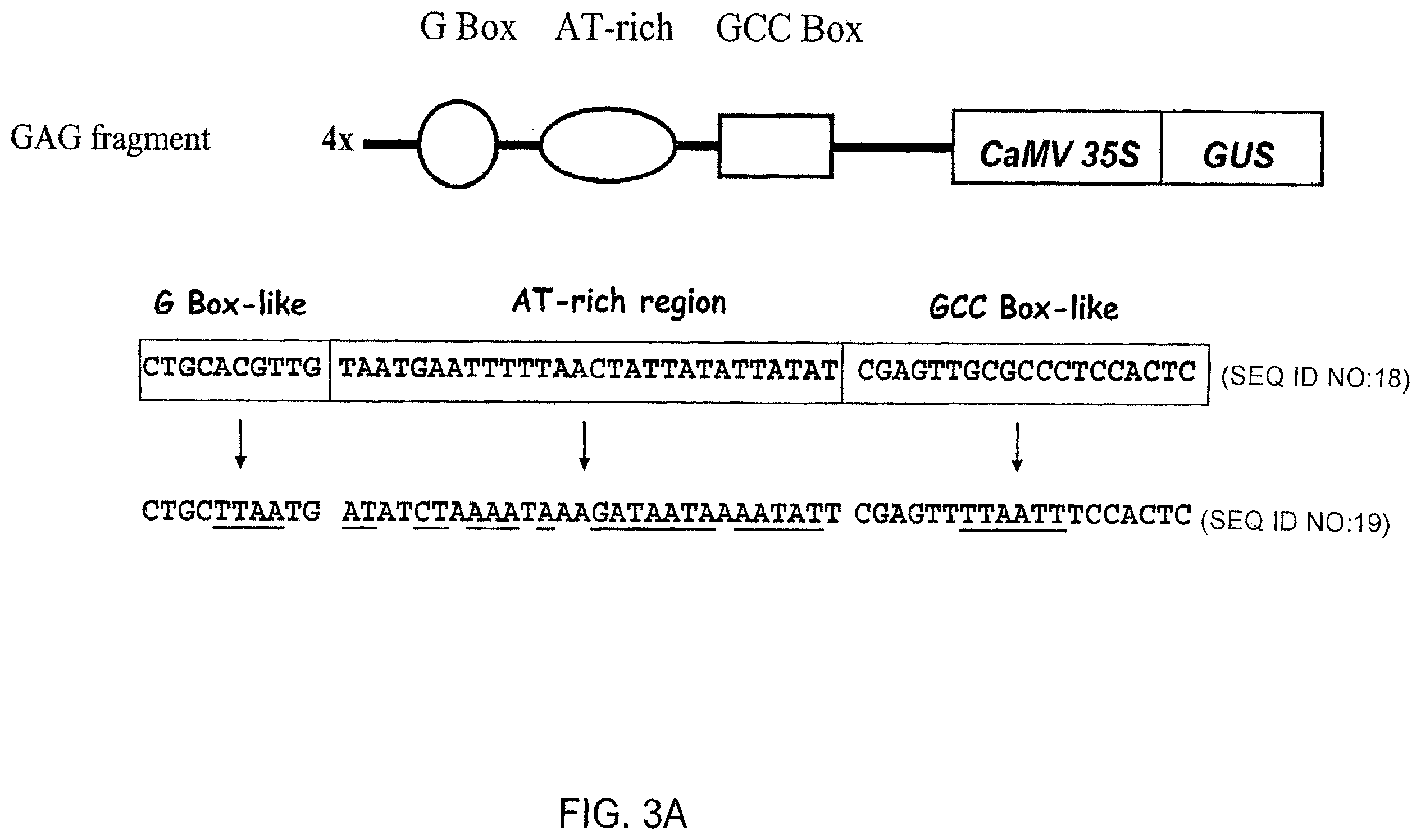 Patent US12351606 Figure 4 – Compositions and related methods for modulating transcriptional activation by incorporating gag motifs upstream of core promoter elements