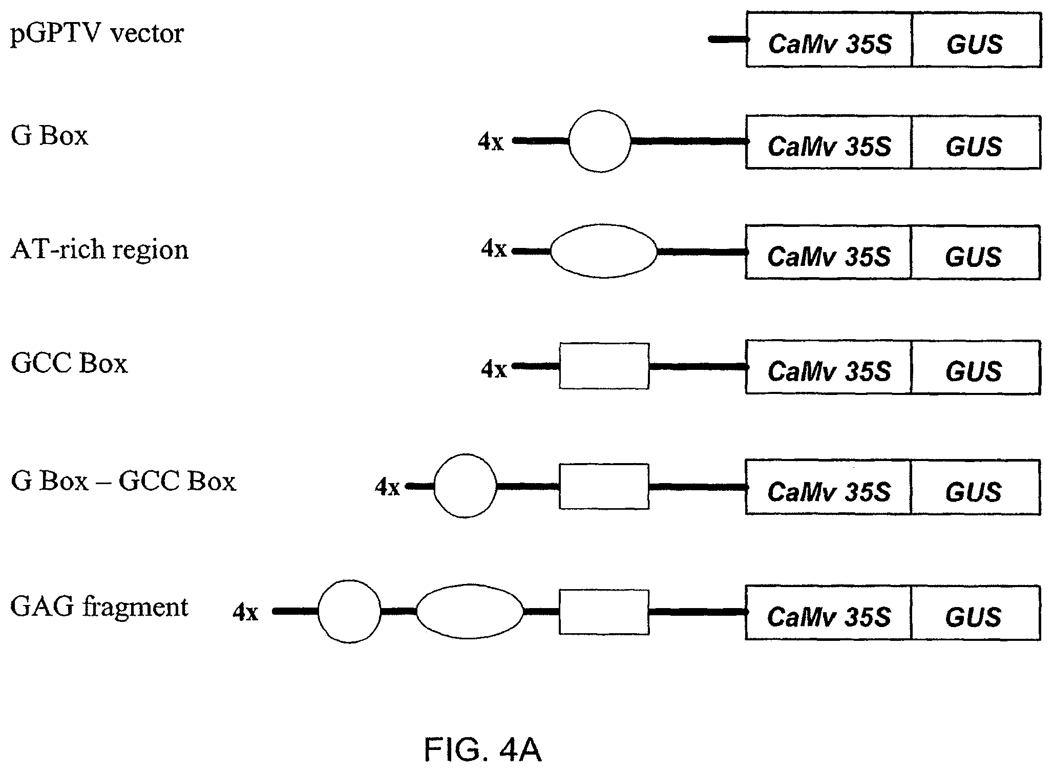 Patent US12351606 Figure 6 – Compositions and related methods for modulating transcriptional activation by incorporating gag motifs upstream of core promoter elements