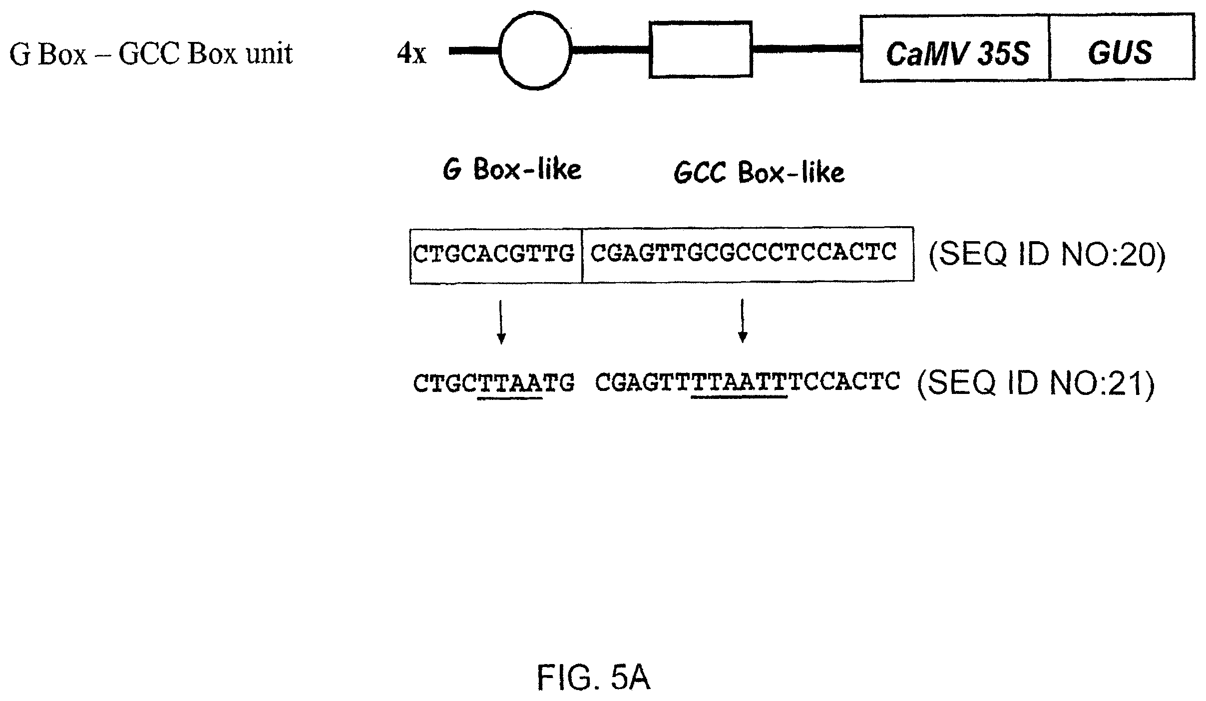 Patent US12351606 Figure 8 – Compositions and related methods for modulating transcriptional activation by incorporating gag motifs upstream of core promoter elements