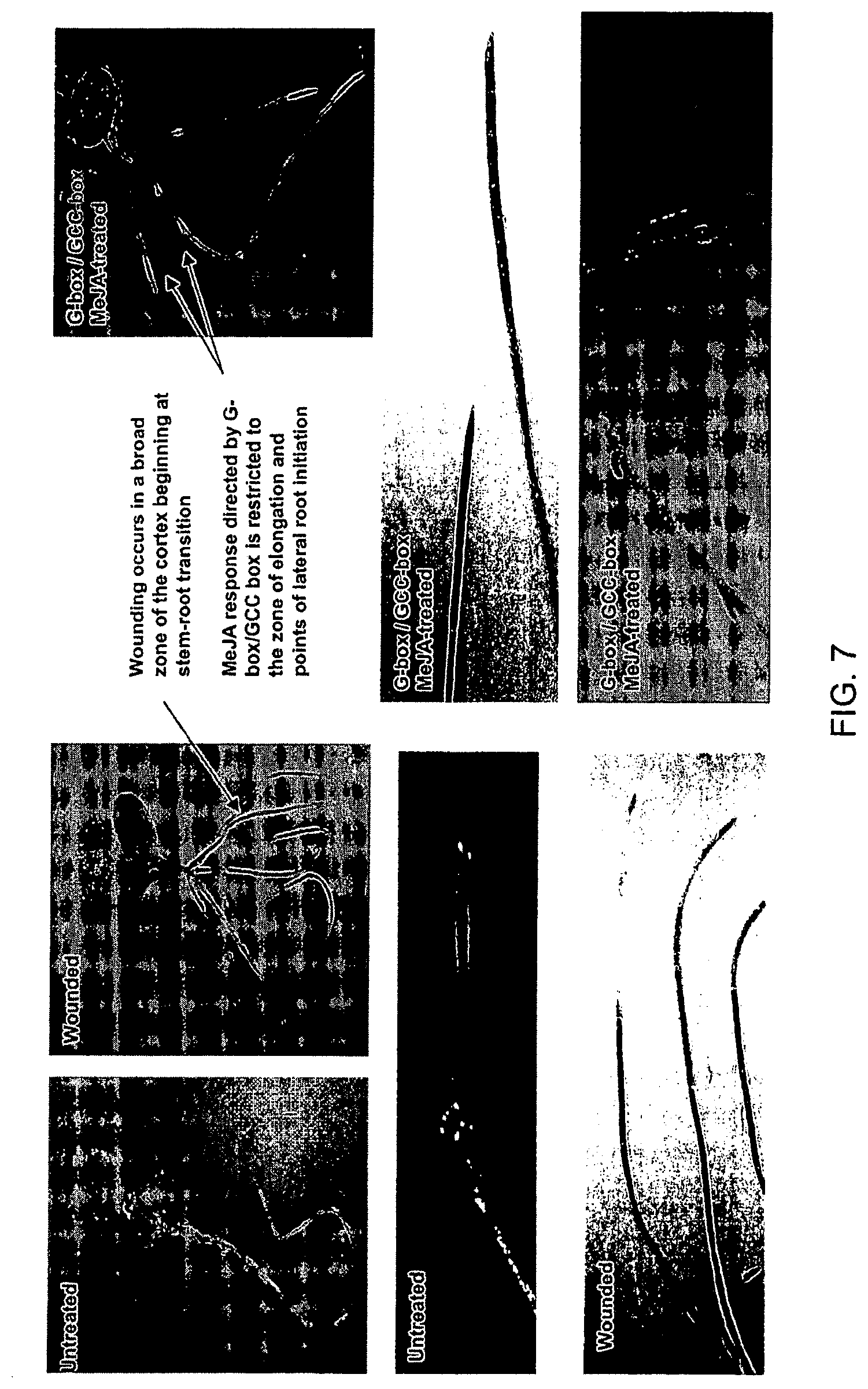 Patent US12351606 Figure 11 – Compositions and related methods for modulating transcriptional activation by incorporating gag motifs upstream of core promoter elements