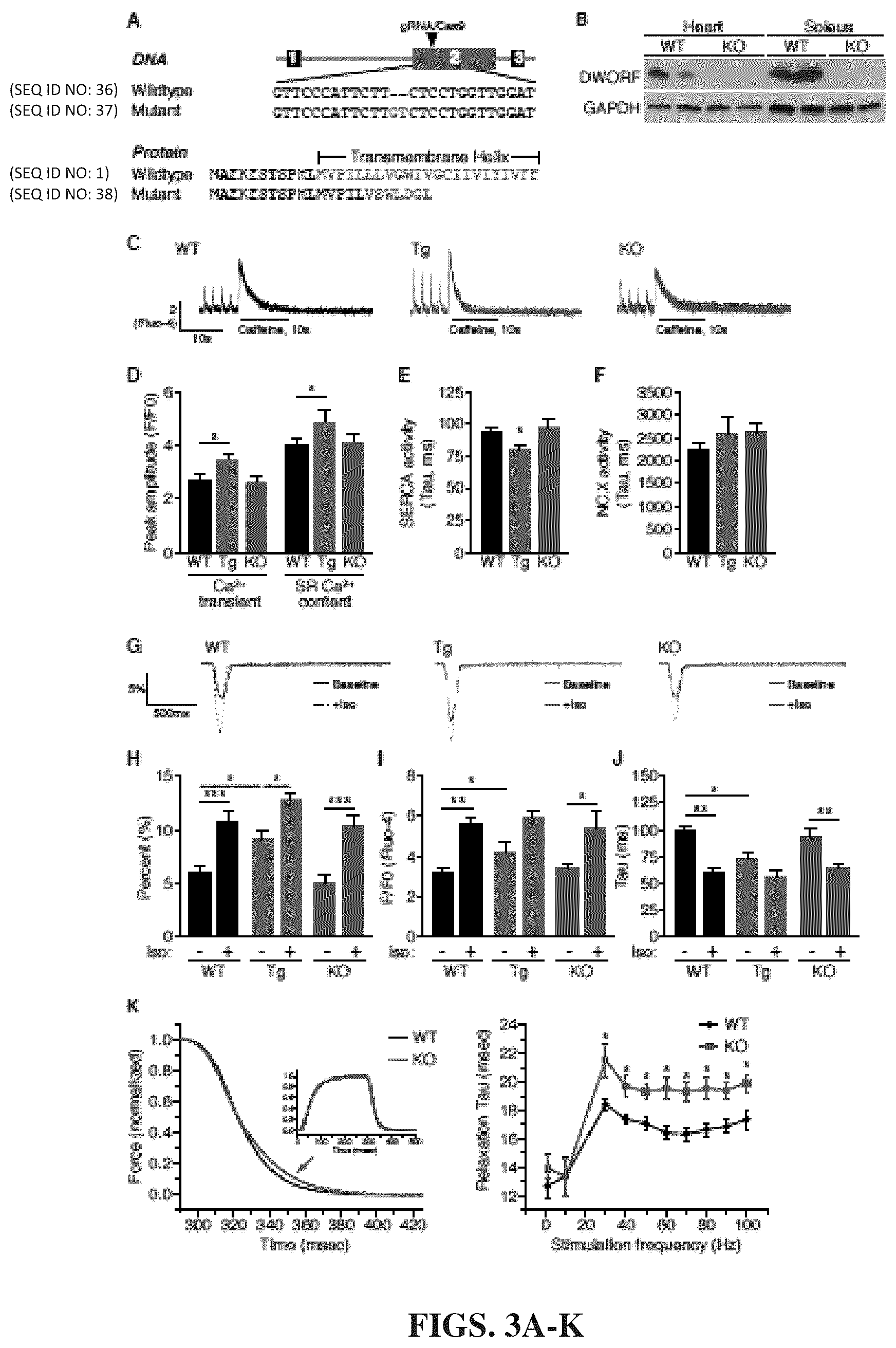 Patent US12351609 Figure 3 – Use of a small native peptide activator of SERCA pump for treatment of heart failure and other disorders characterized by cytosolic calcium overload