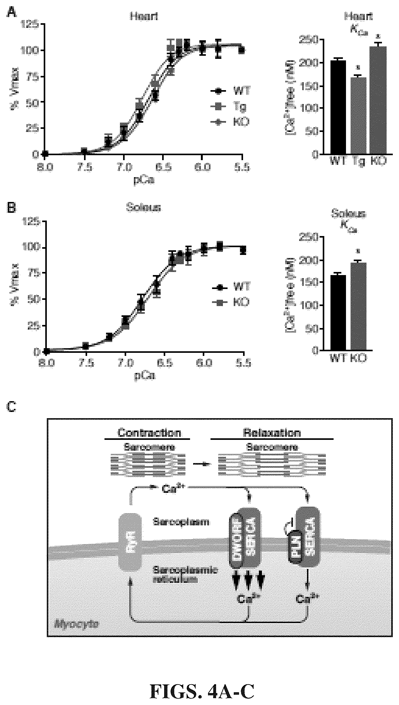Patent US12351609 Figure 4 – Use of a small native peptide activator of SERCA pump for treatment of heart failure and other disorders characterized by cytosolic calcium overload