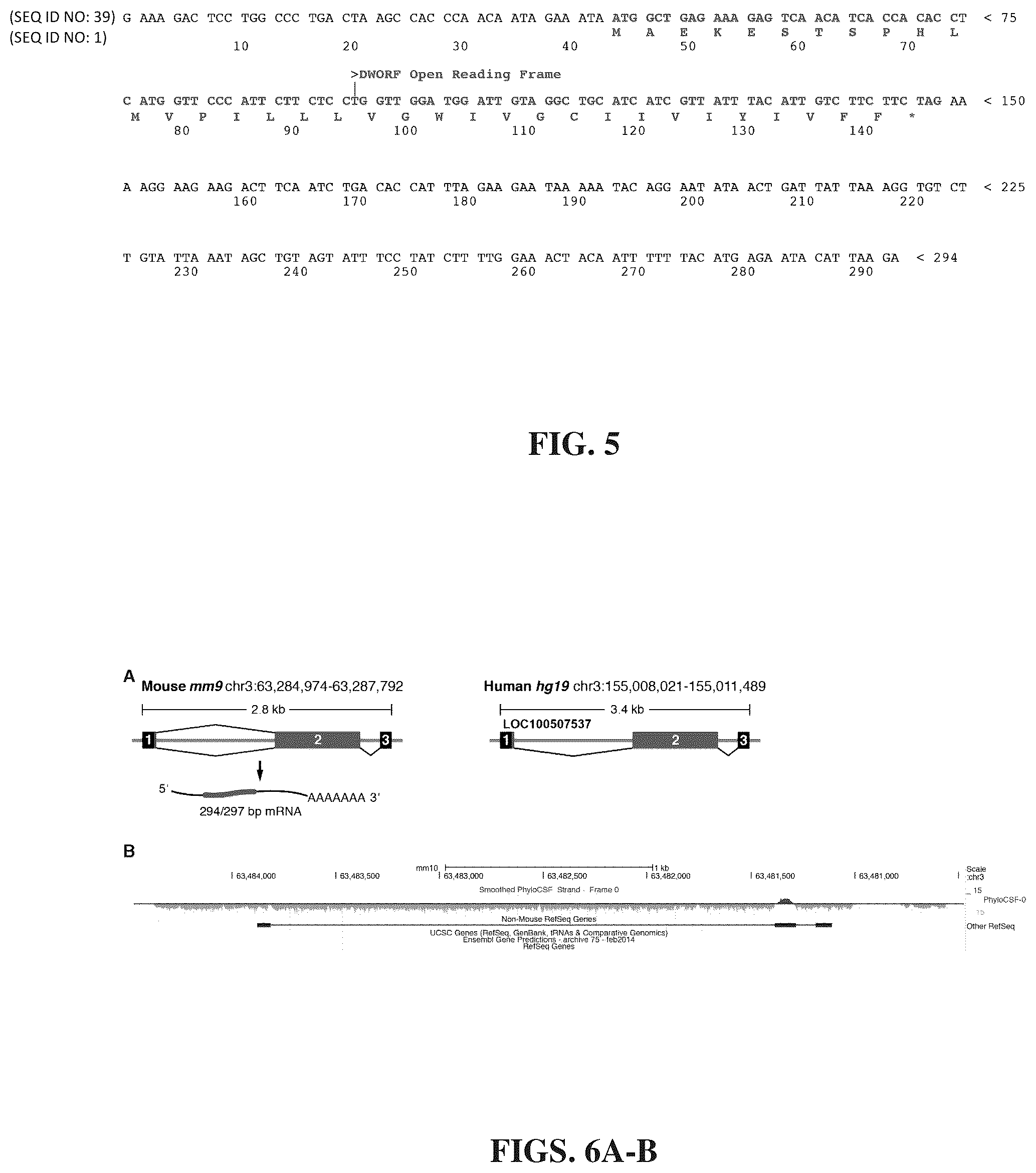 Patent US12351609 Figure 5 – Use of a small native peptide activator of SERCA pump for treatment of heart failure and other disorders characterized by cytosolic calcium overload