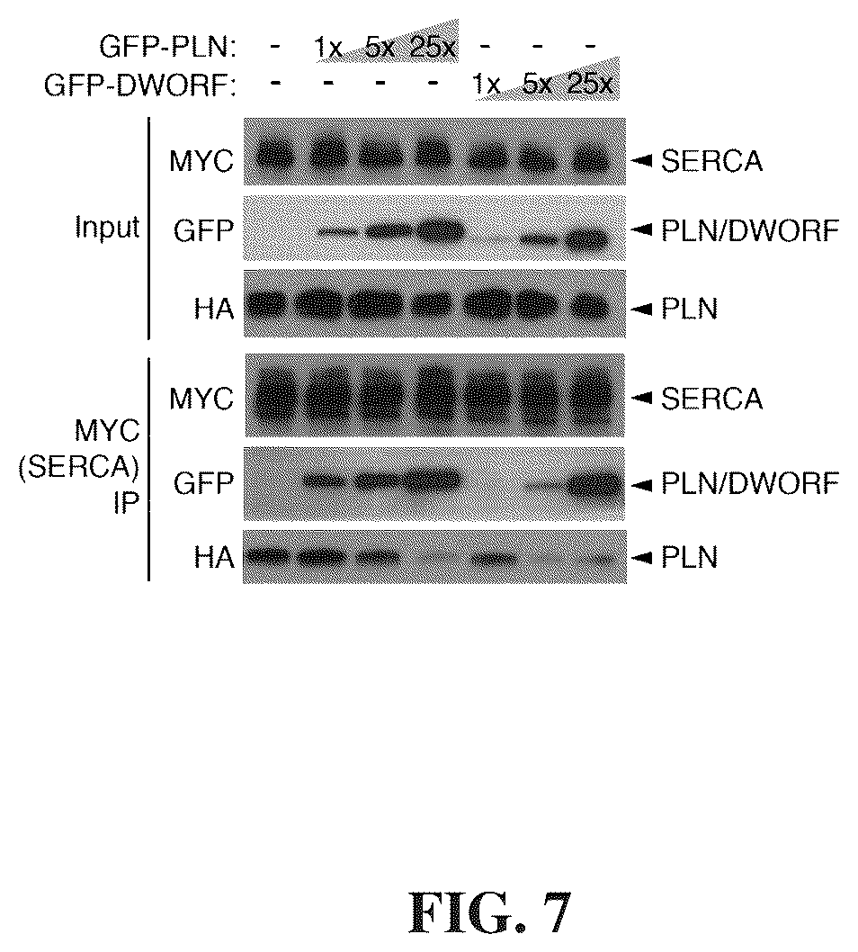 Patent US12351609 Figure 6 – Use of a small native peptide activator of SERCA pump for treatment of heart failure and other disorders characterized by cytosolic calcium overload