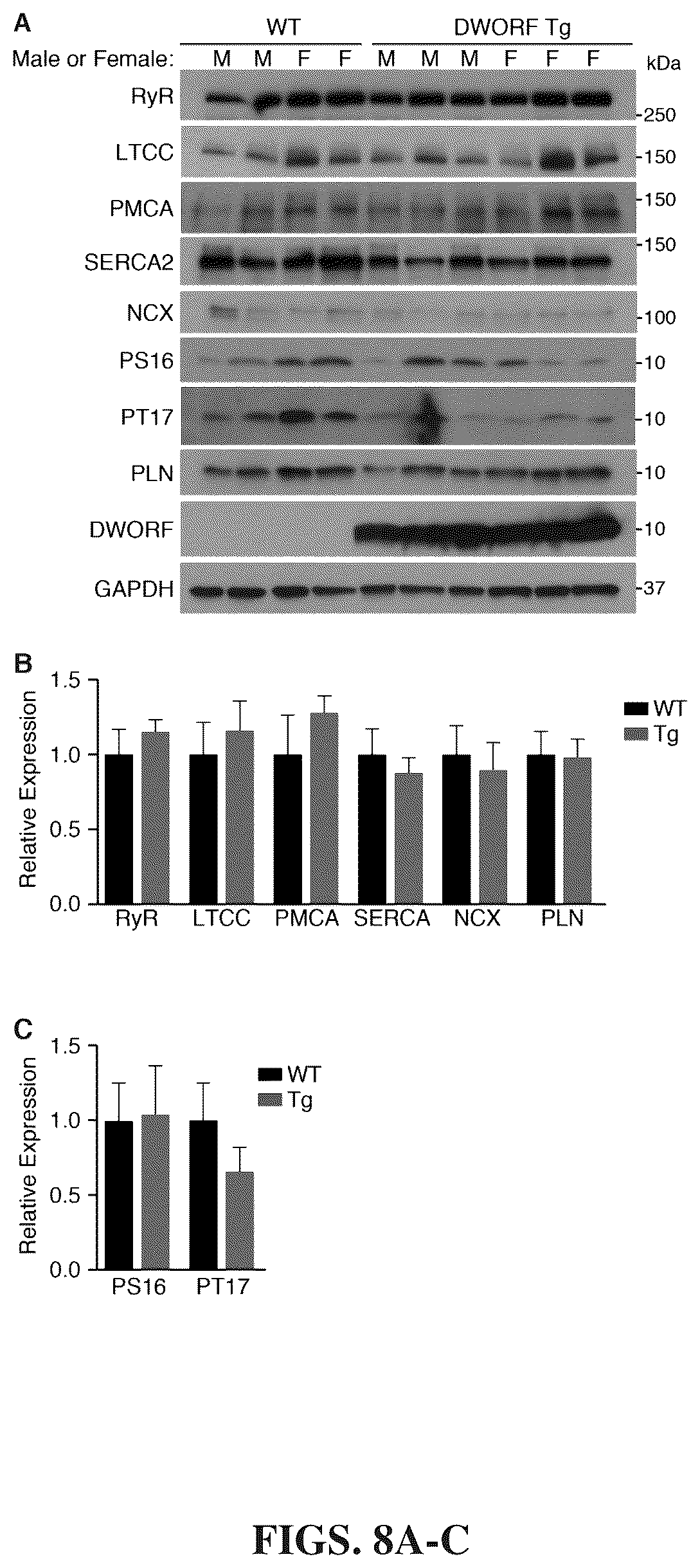Patent US12351609 Figure 7 – Use of a small native peptide activator of SERCA pump for treatment of heart failure and other disorders characterized by cytosolic calcium overload