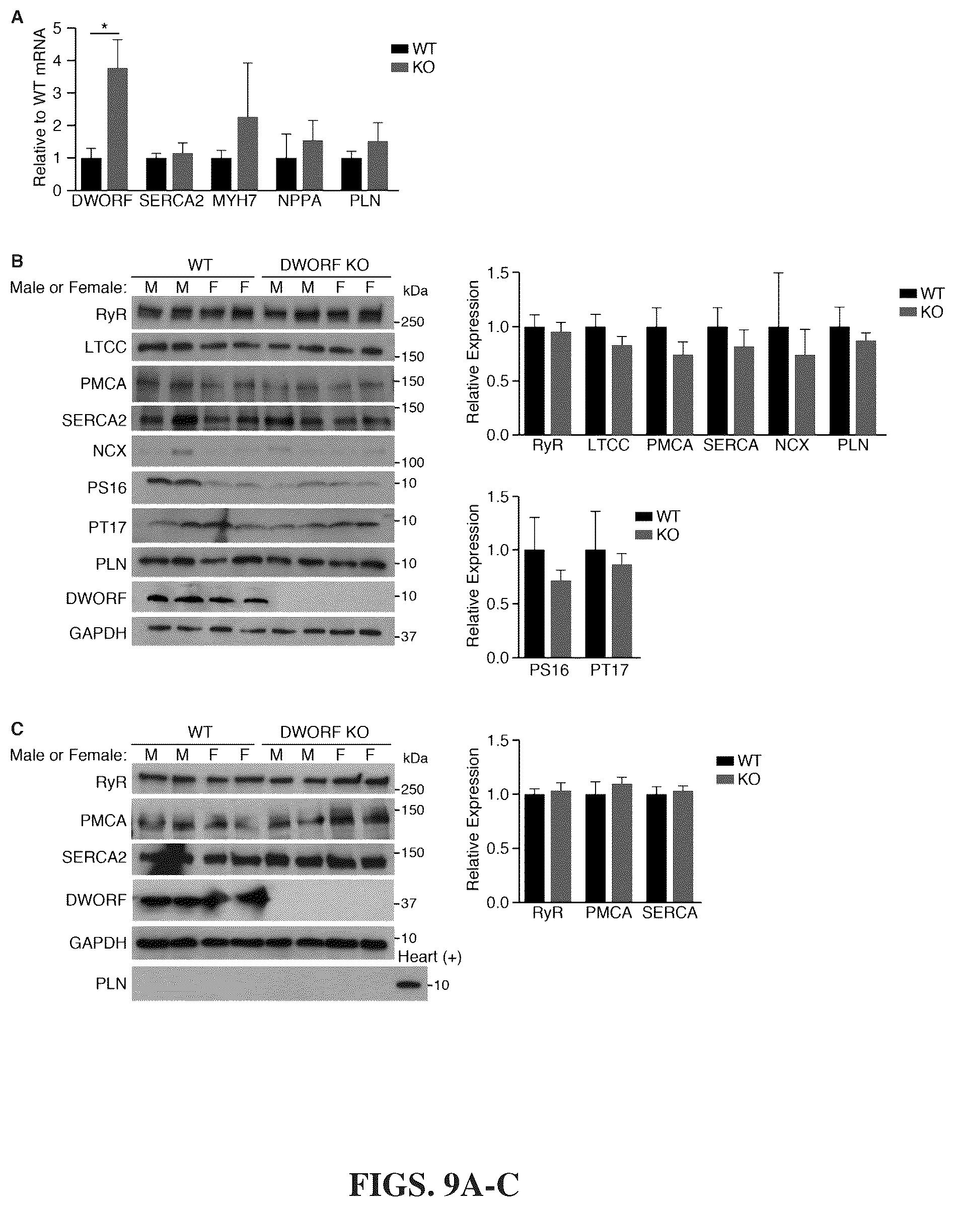 Patent US12351609 Figure 8 – Use of a small native peptide activator of SERCA pump for treatment of heart failure and other disorders characterized by cytosolic calcium overload