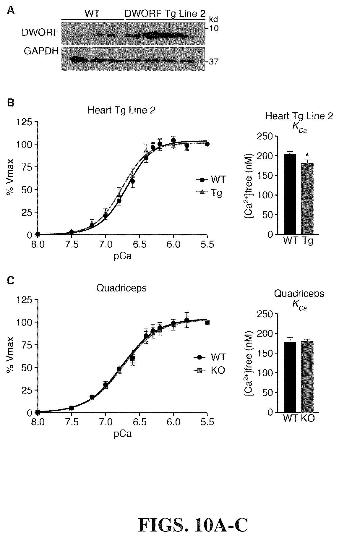 Patent US12351609 Figure 9 – Use of a small native peptide activator of SERCA pump for treatment of heart failure and other disorders characterized by cytosolic calcium overload
