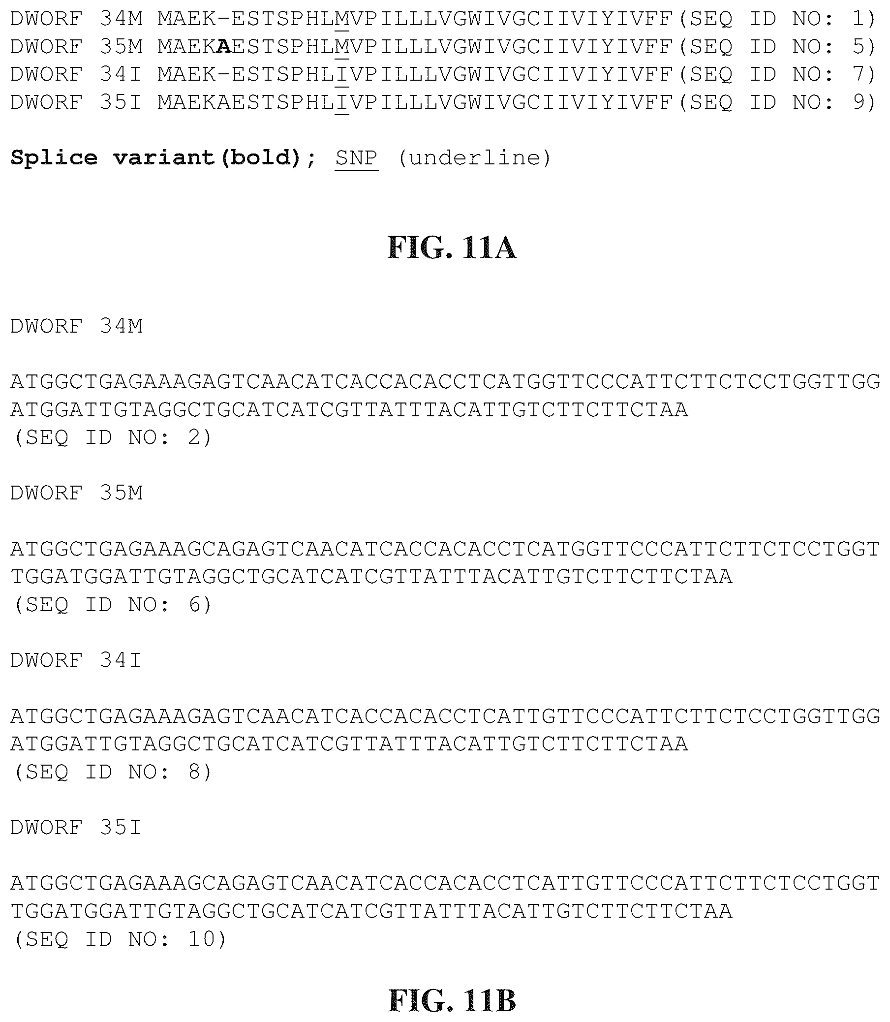 Patent US12351609 Figure 10 – Use of a small native peptide activator of SERCA pump for treatment of heart failure and other disorders characterized by cytosolic calcium overload