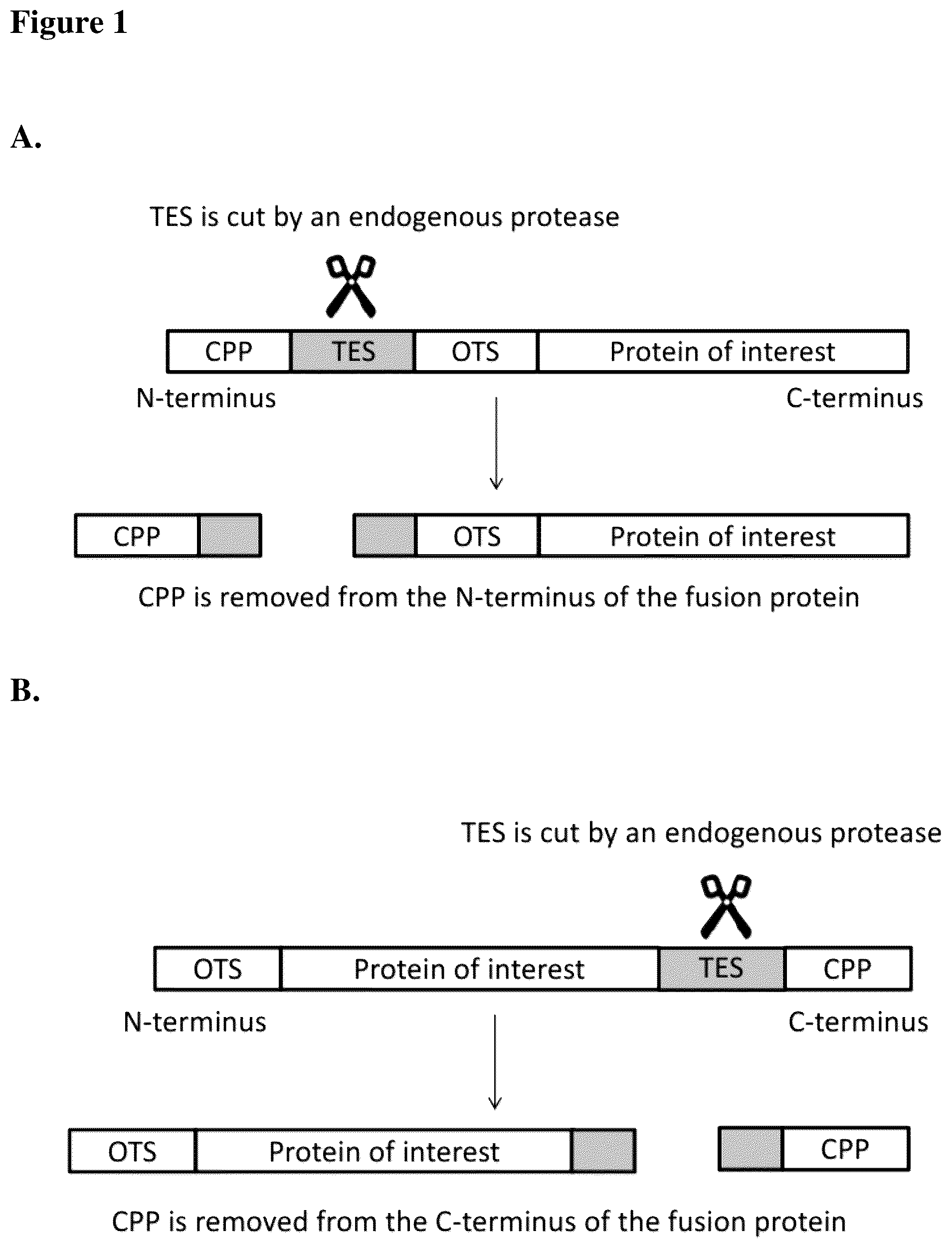 Patent US12351611 Figure 1 – Molecules for organelle-specific protein delivery
