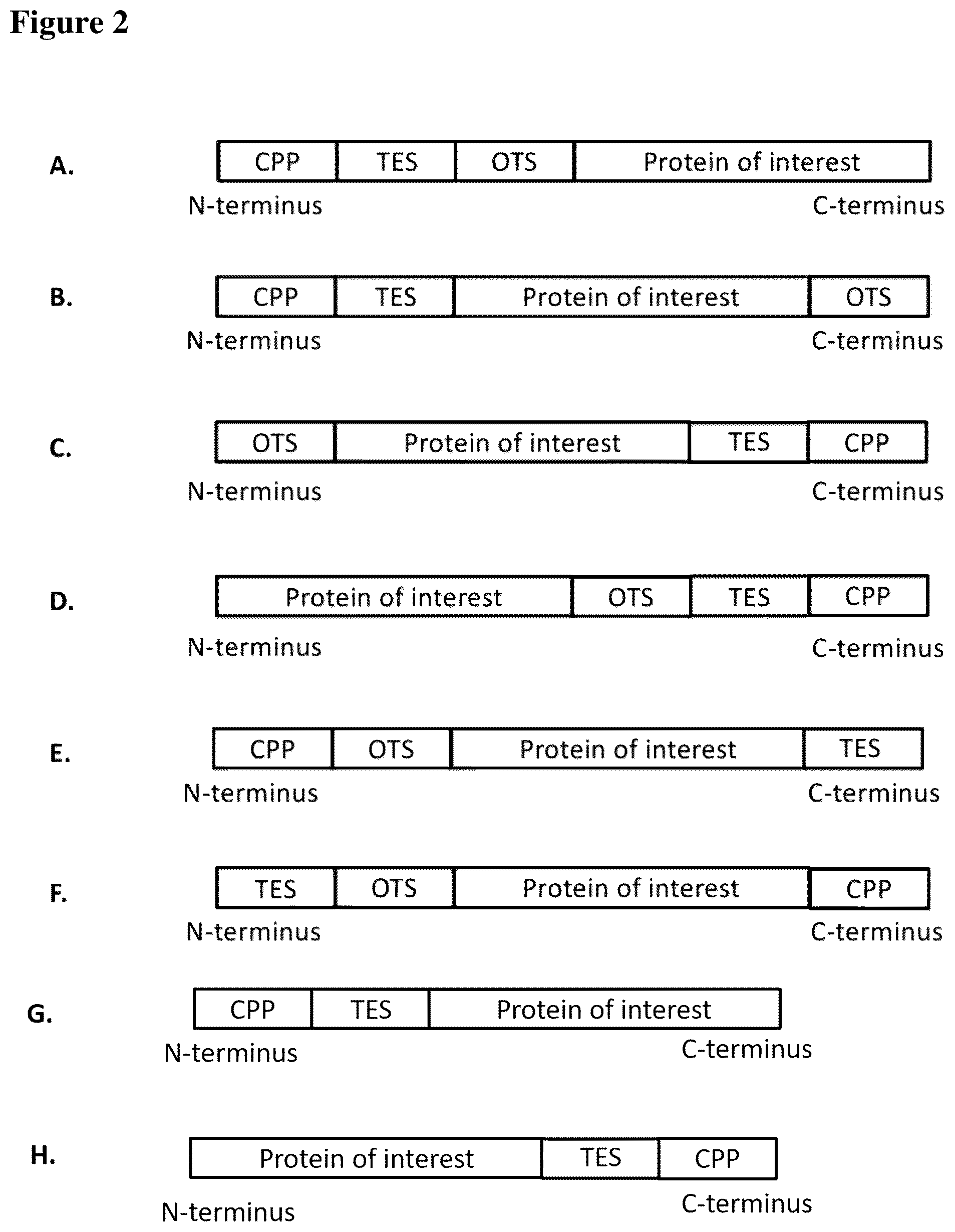 Patent US12351611 Figure 2 – Molecules for organelle-specific protein delivery