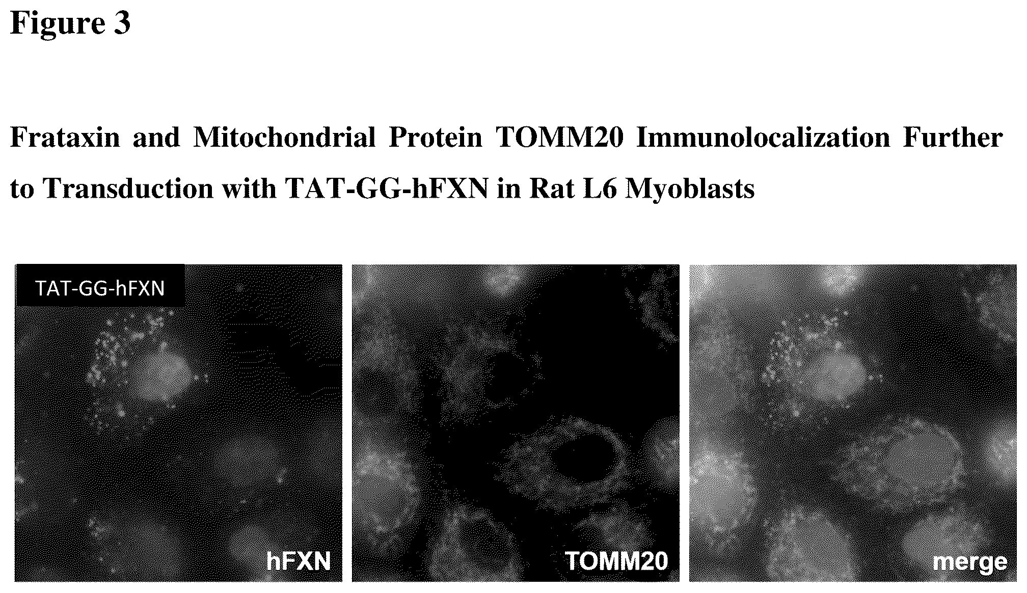Patent US12351611 Figure 3 – Molecules for organelle-specific protein delivery