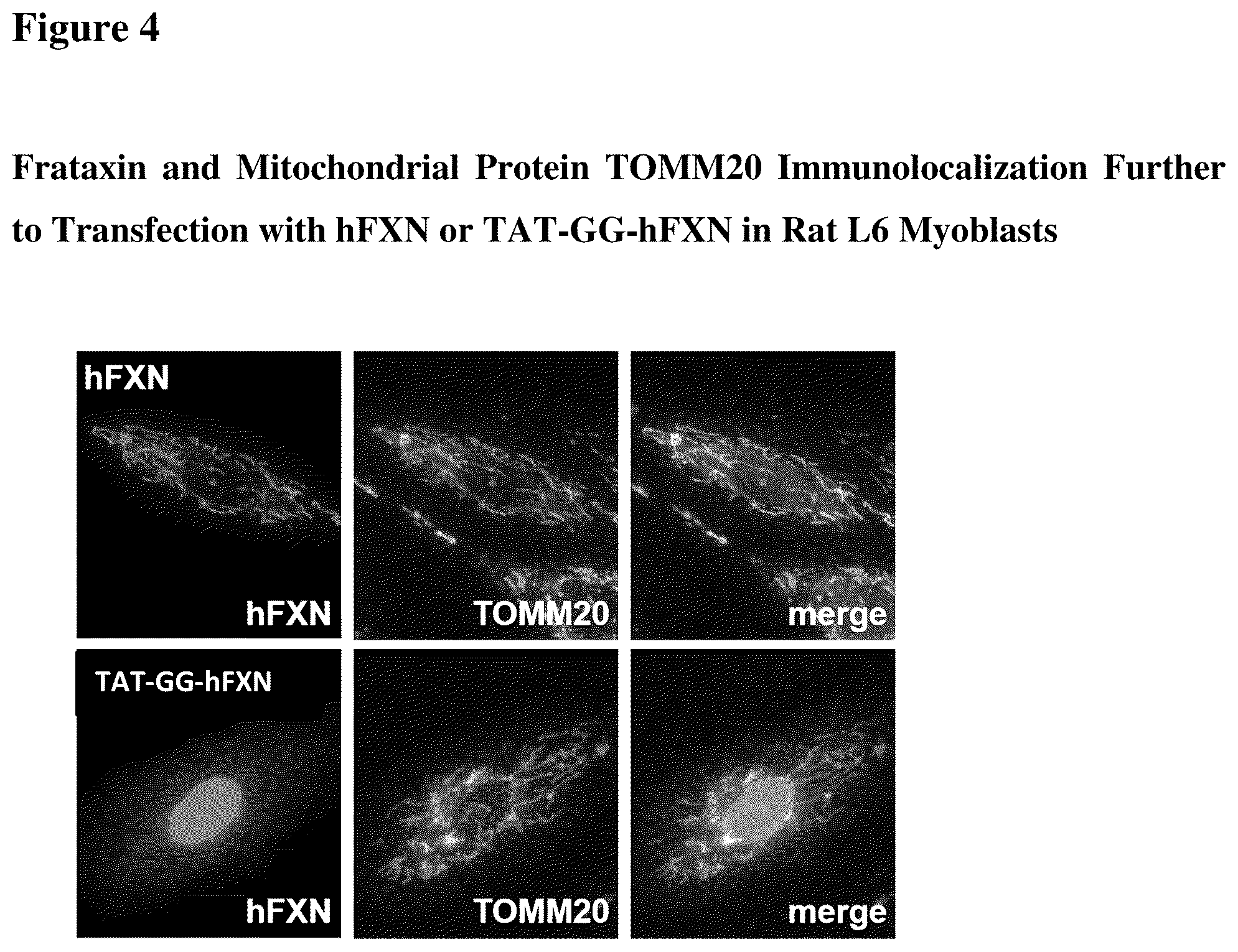 Patent US12351611 Figure 4 – Molecules for organelle-specific protein delivery