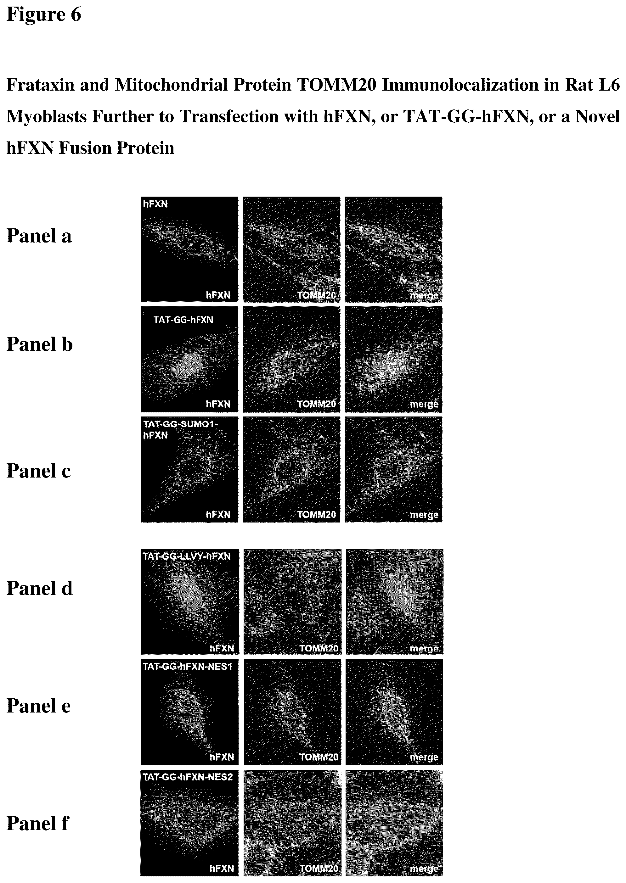Patent US12351611 Figure 6 – Molecules for organelle-specific protein delivery