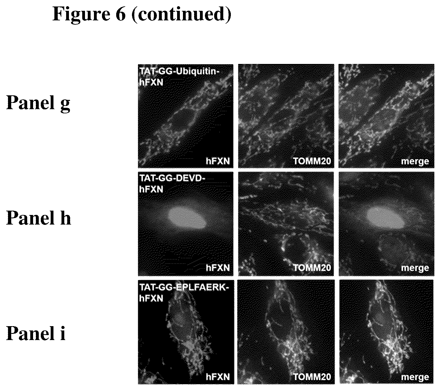 Patent US12351611 Figure 7 – Molecules for organelle-specific protein delivery