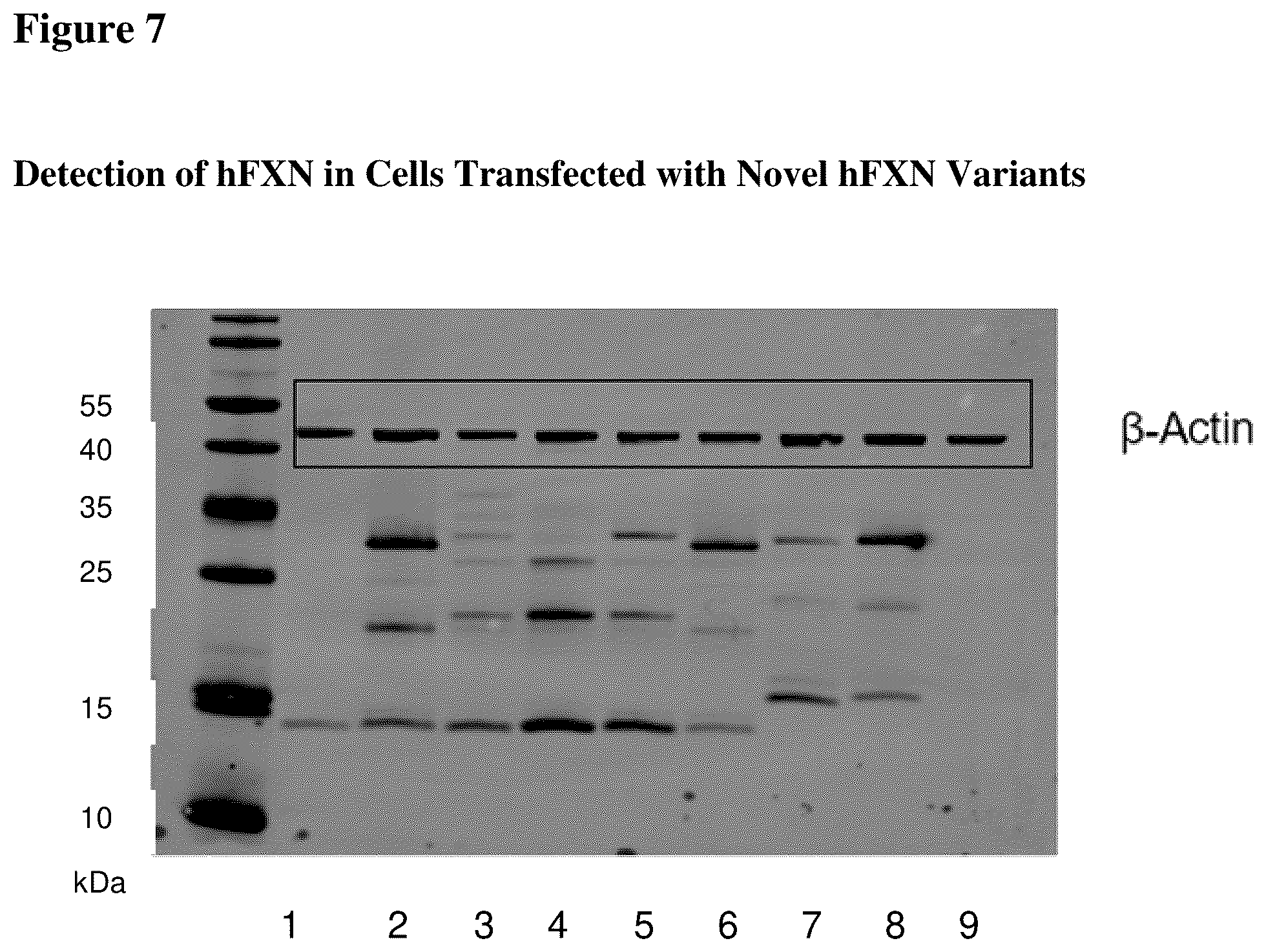 Patent US12351611 Figure 8 – Molecules for organelle-specific protein delivery