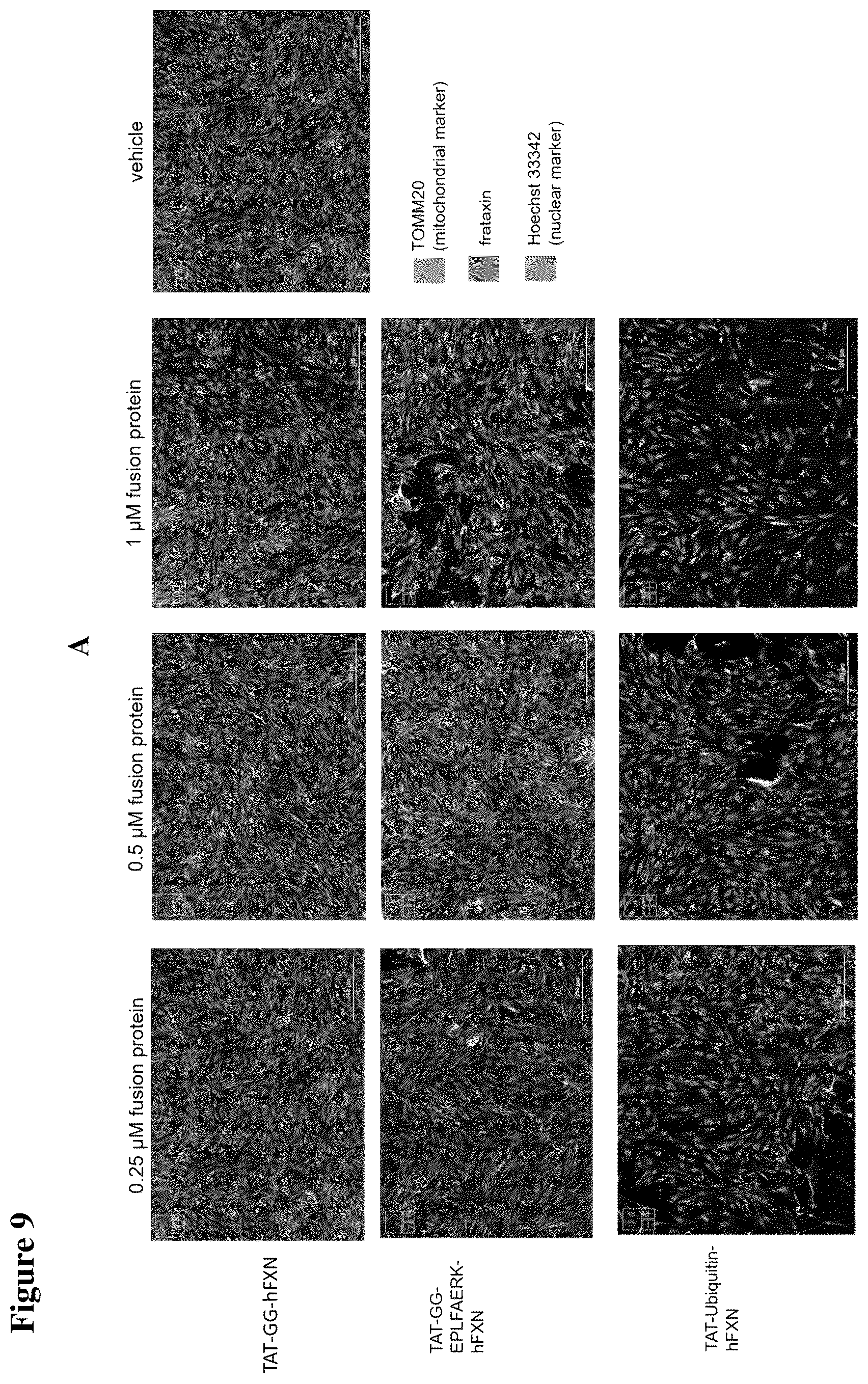 Patent US12351611 Figure 10 – Molecules for organelle-specific protein delivery