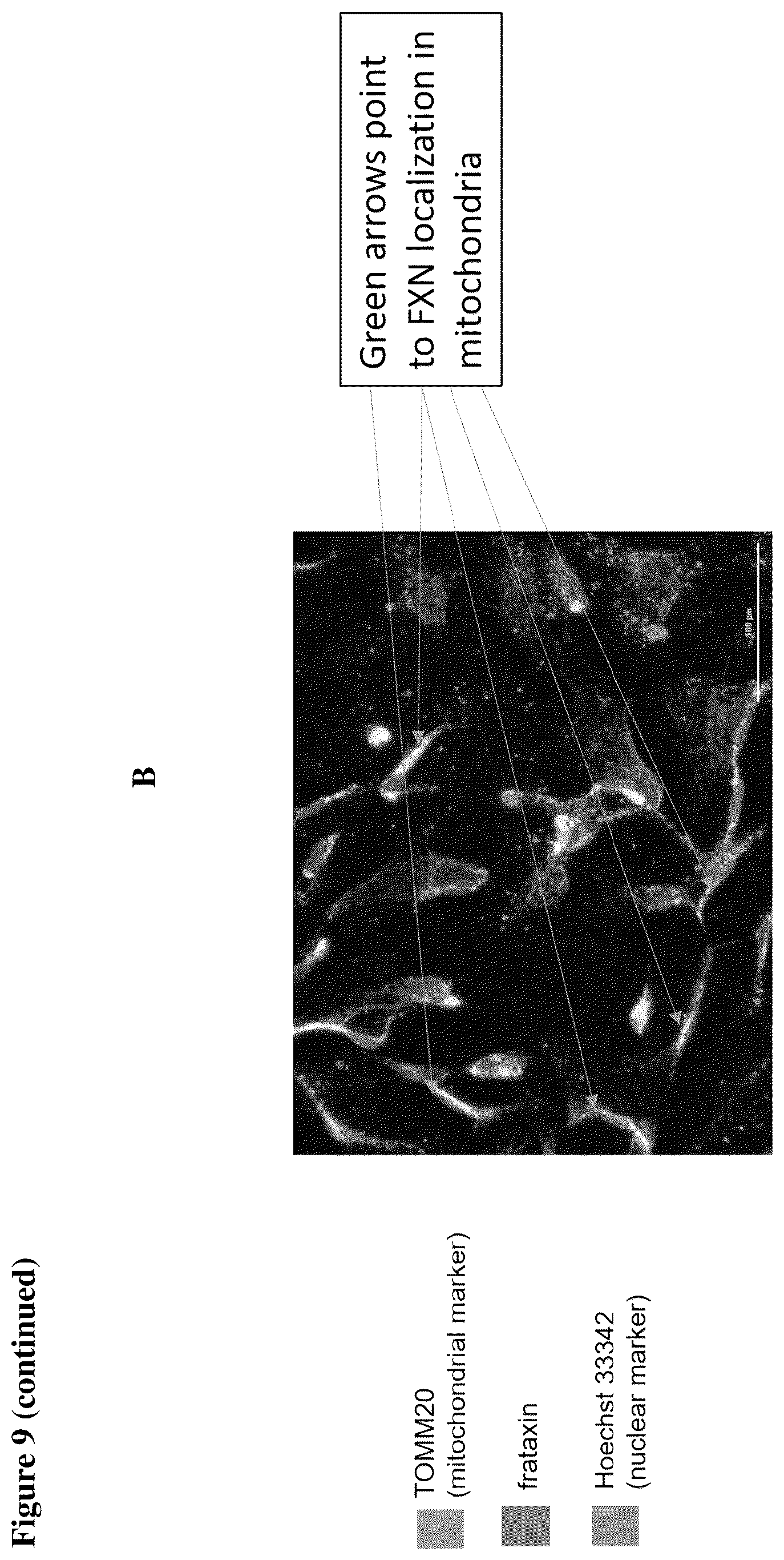 Patent US12351611 Figure 11 – Molecules for organelle-specific protein delivery