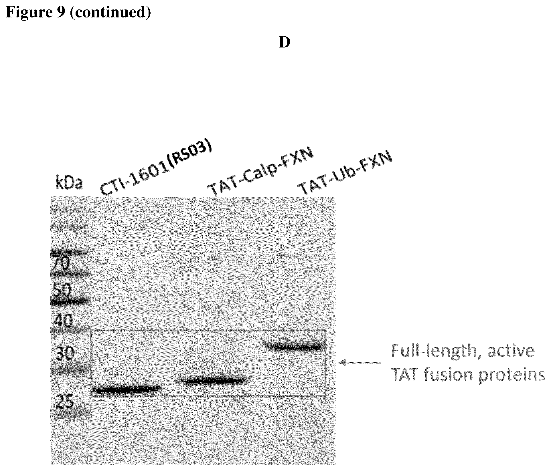 Patent US12351611 Figure 13 – Molecules for organelle-specific protein delivery