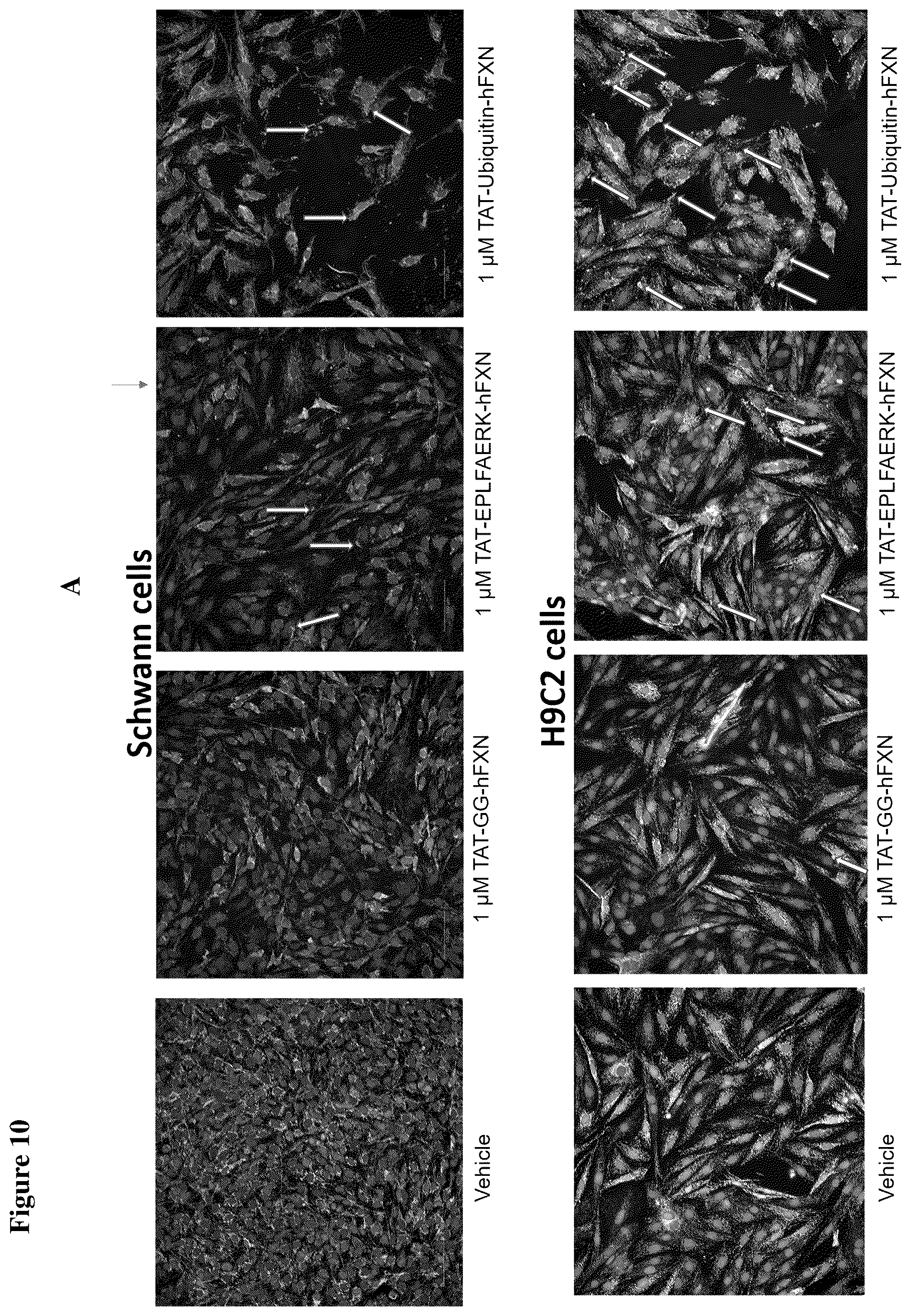 Patent US12351611 Figure 14 – Molecules for organelle-specific protein delivery