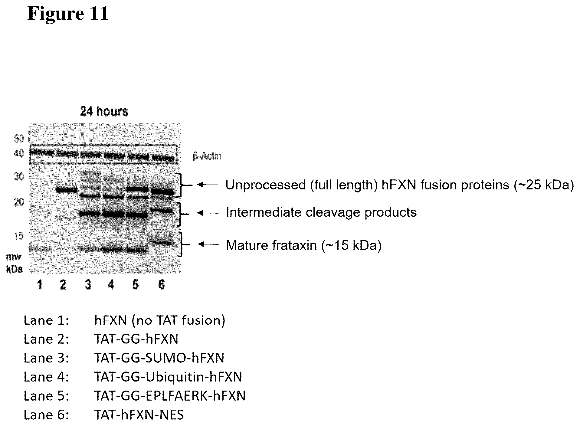 Patent US12351611 Figure 18 – Molecules for organelle-specific protein delivery